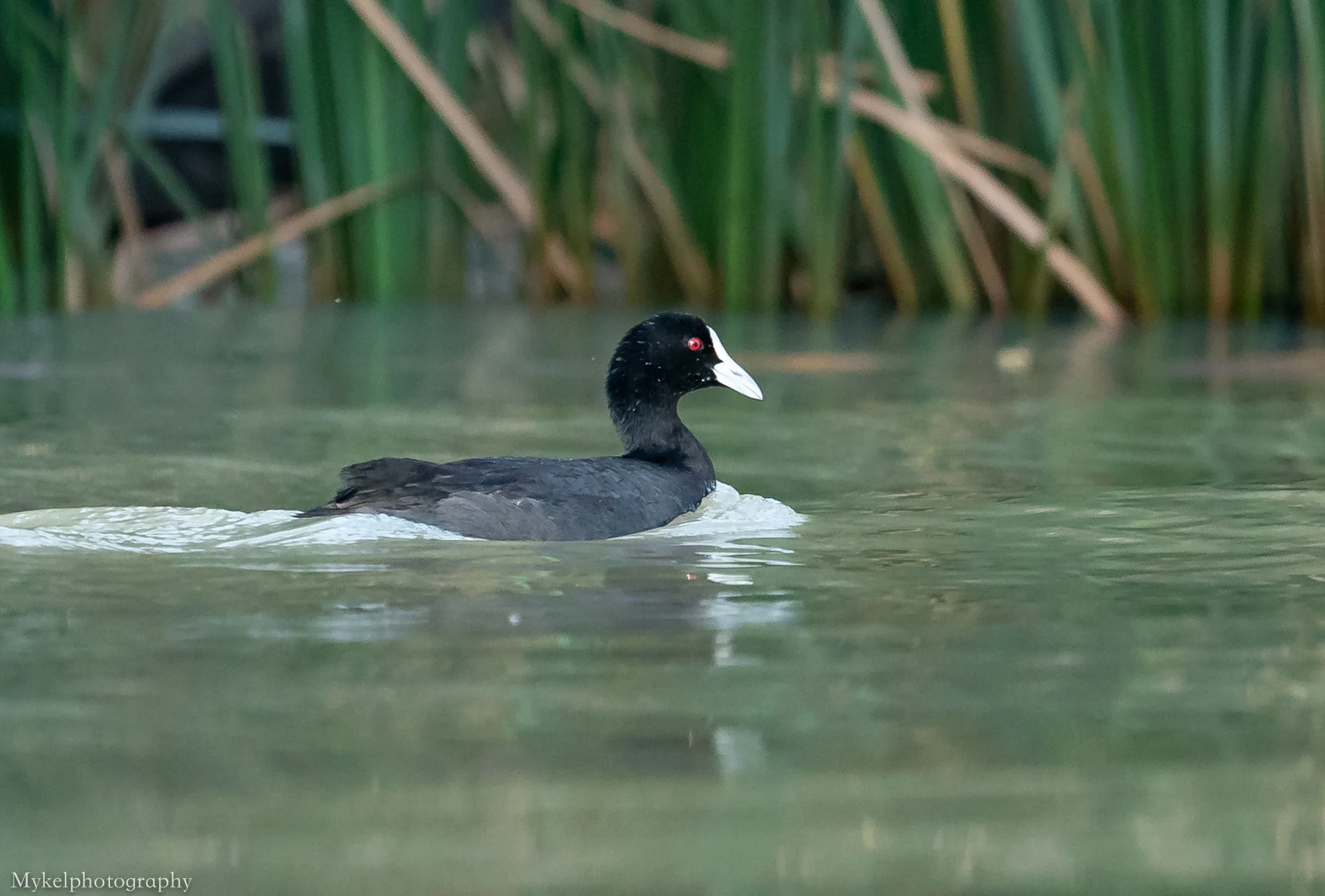 Eurasian Coot Fulica atra Rallidae