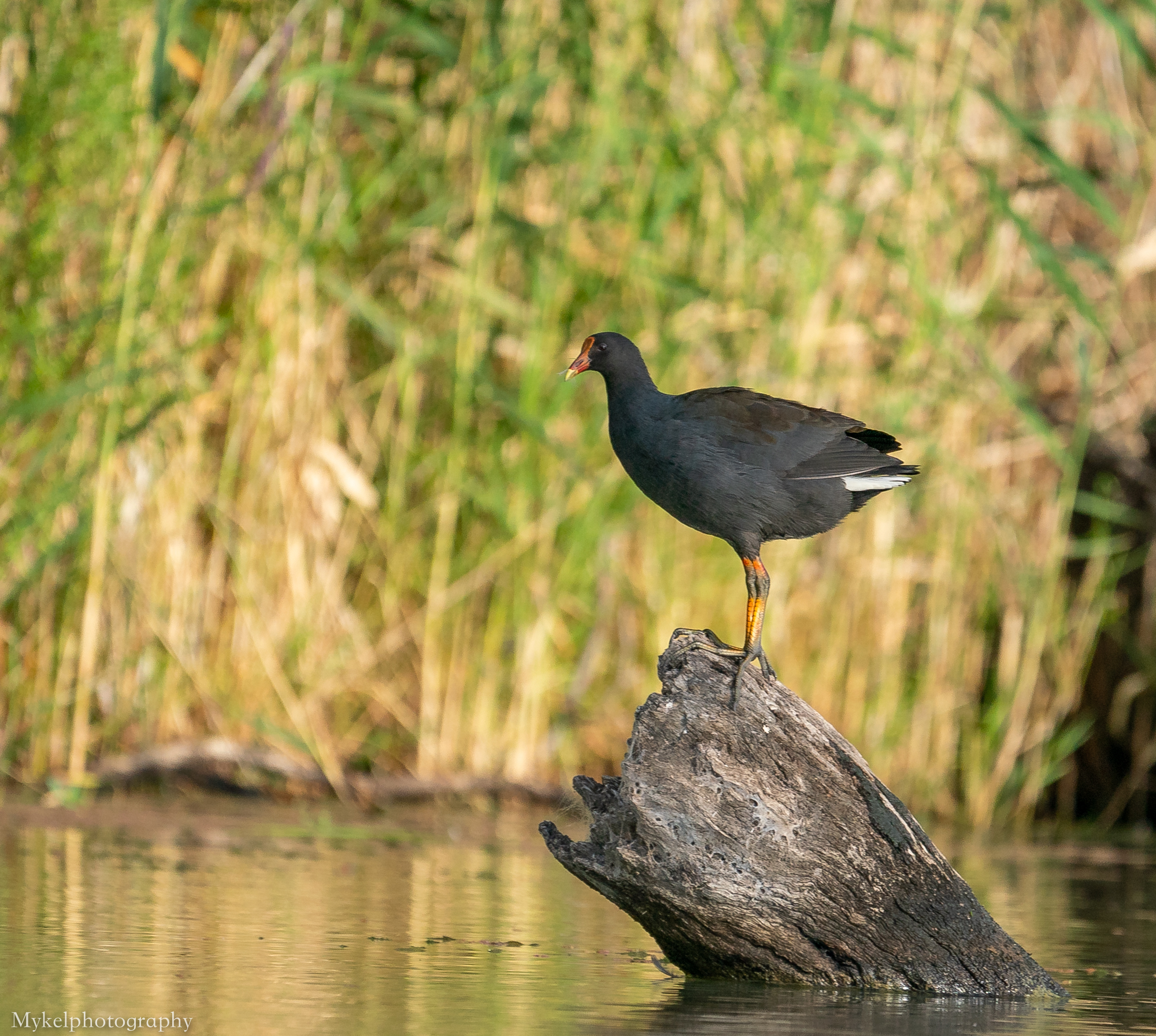 Purple Swamphen Porphyrio porphyrio Rallidae