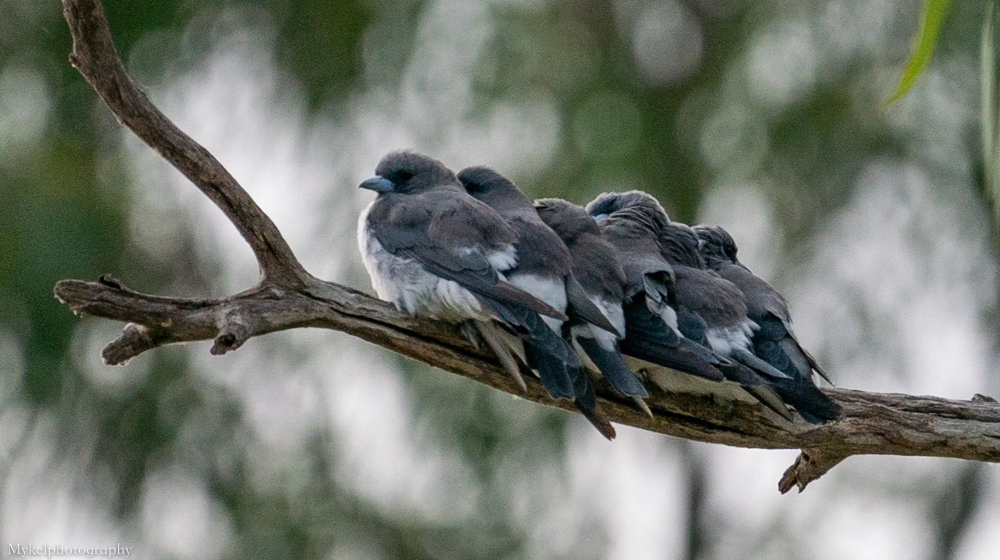 White-breasted Woodswallow Artamus leucorynchus Artamidae