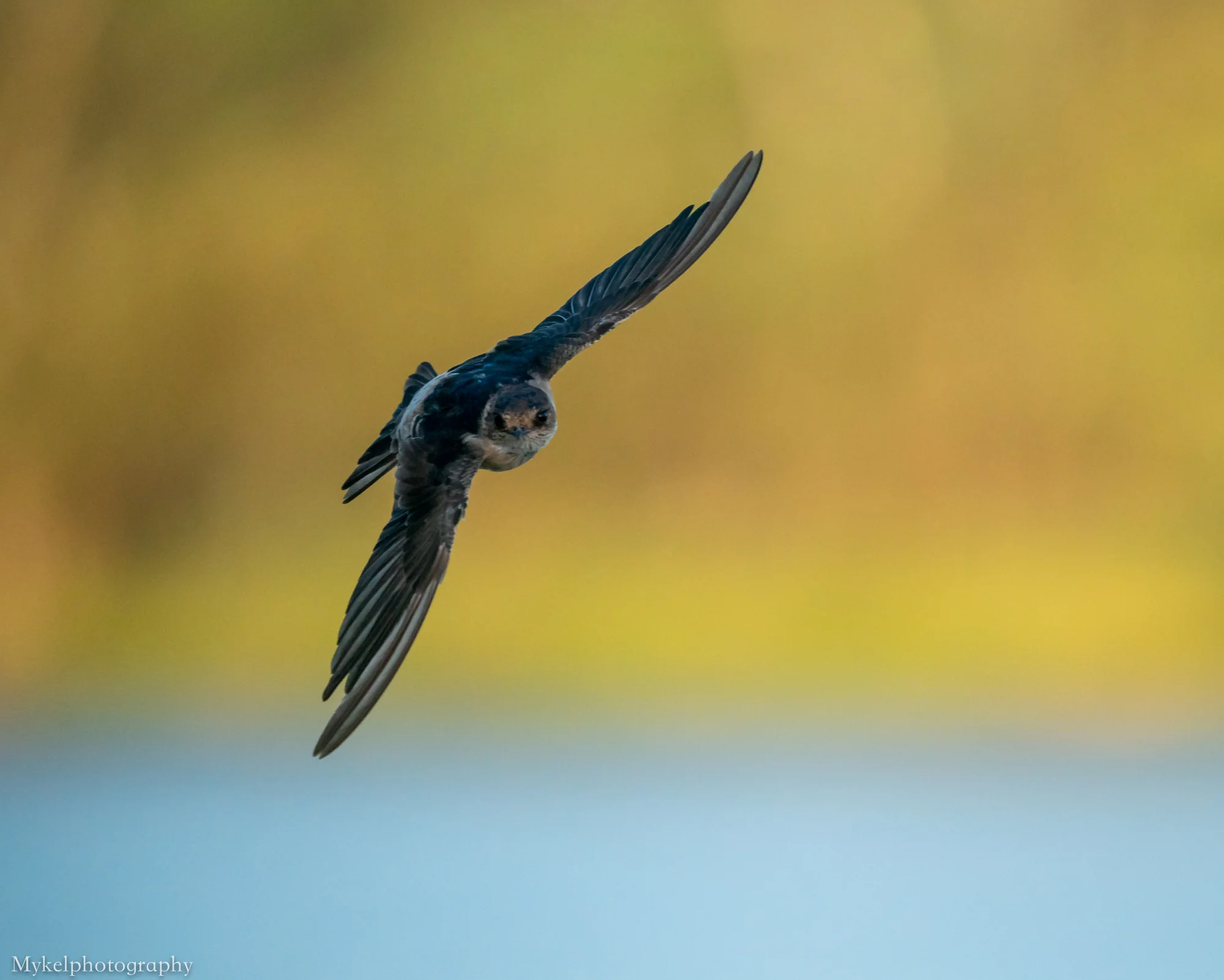 Tree Martin Petrochelidon nigricans Hirundinidae