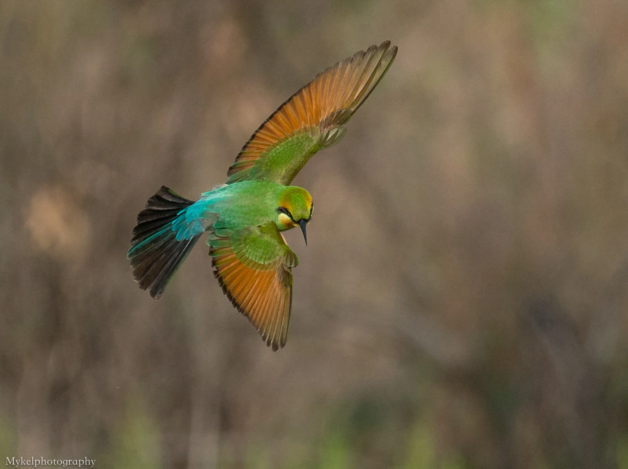 Rainbow Bee-eater Merops ornatus Meropidae