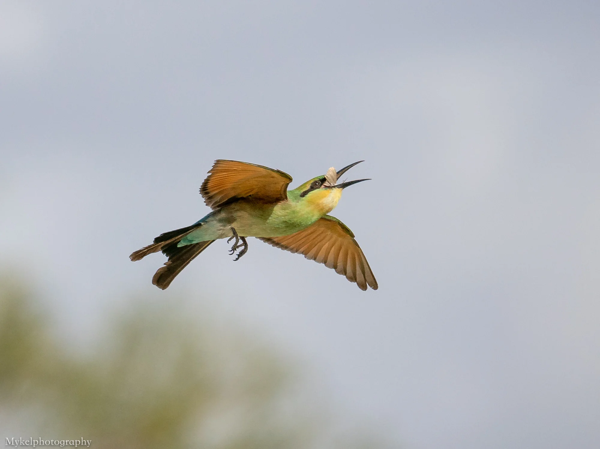 Rainbow Bee-eater Merops ornatus Meropidae
