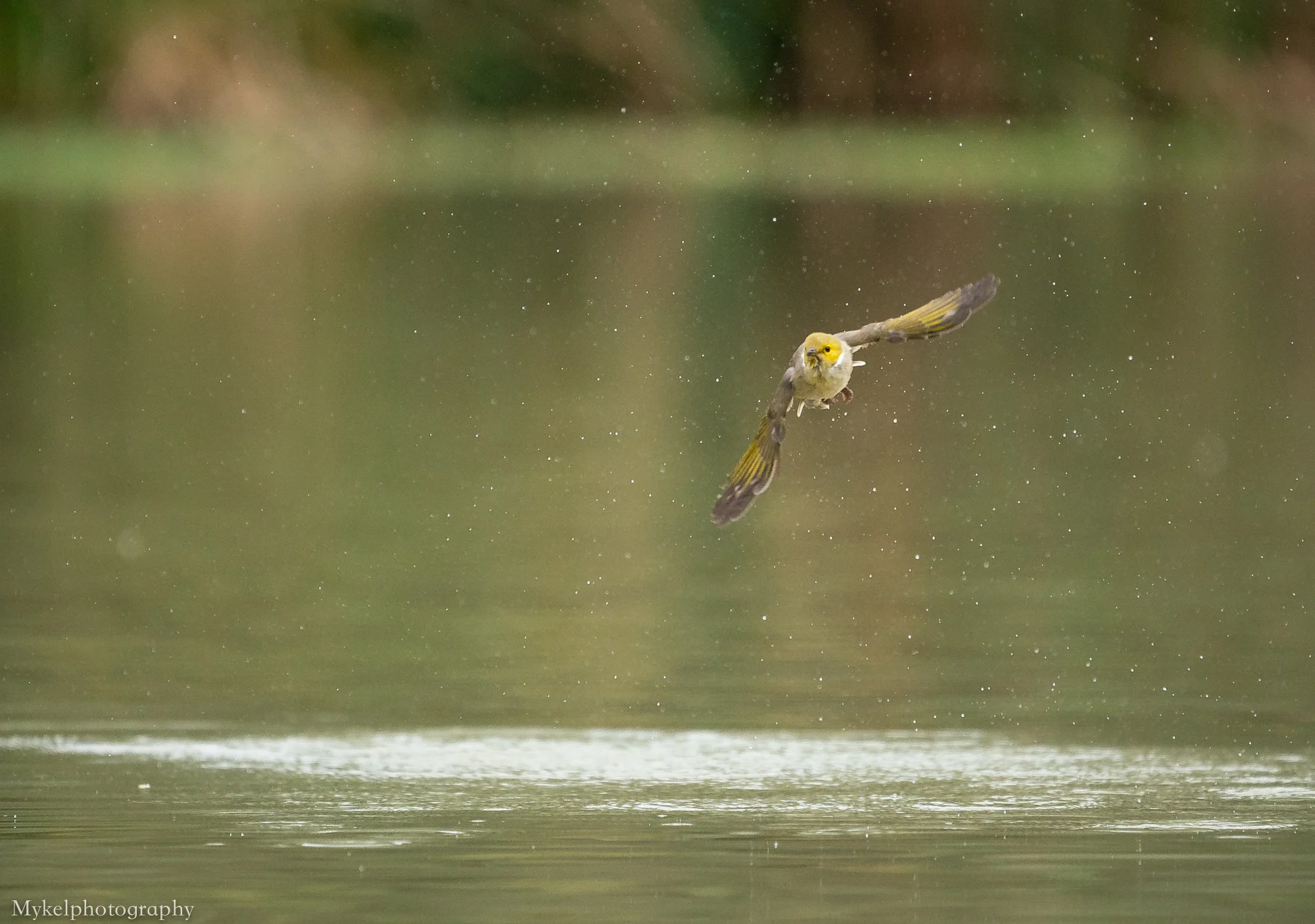 White Plumed Honeyeater cooling off…