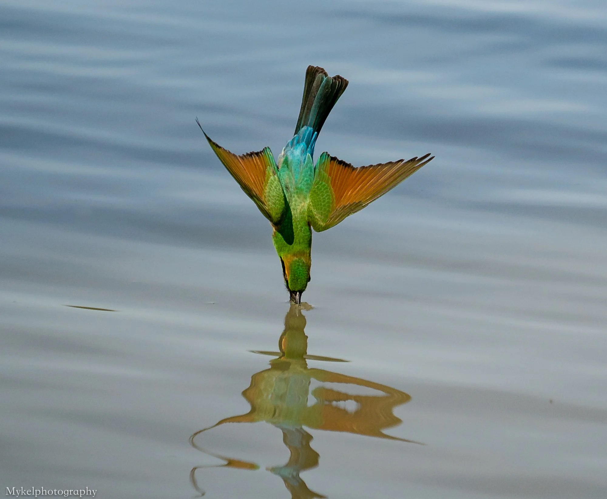 Rainbow Cooling off with a dive into the water