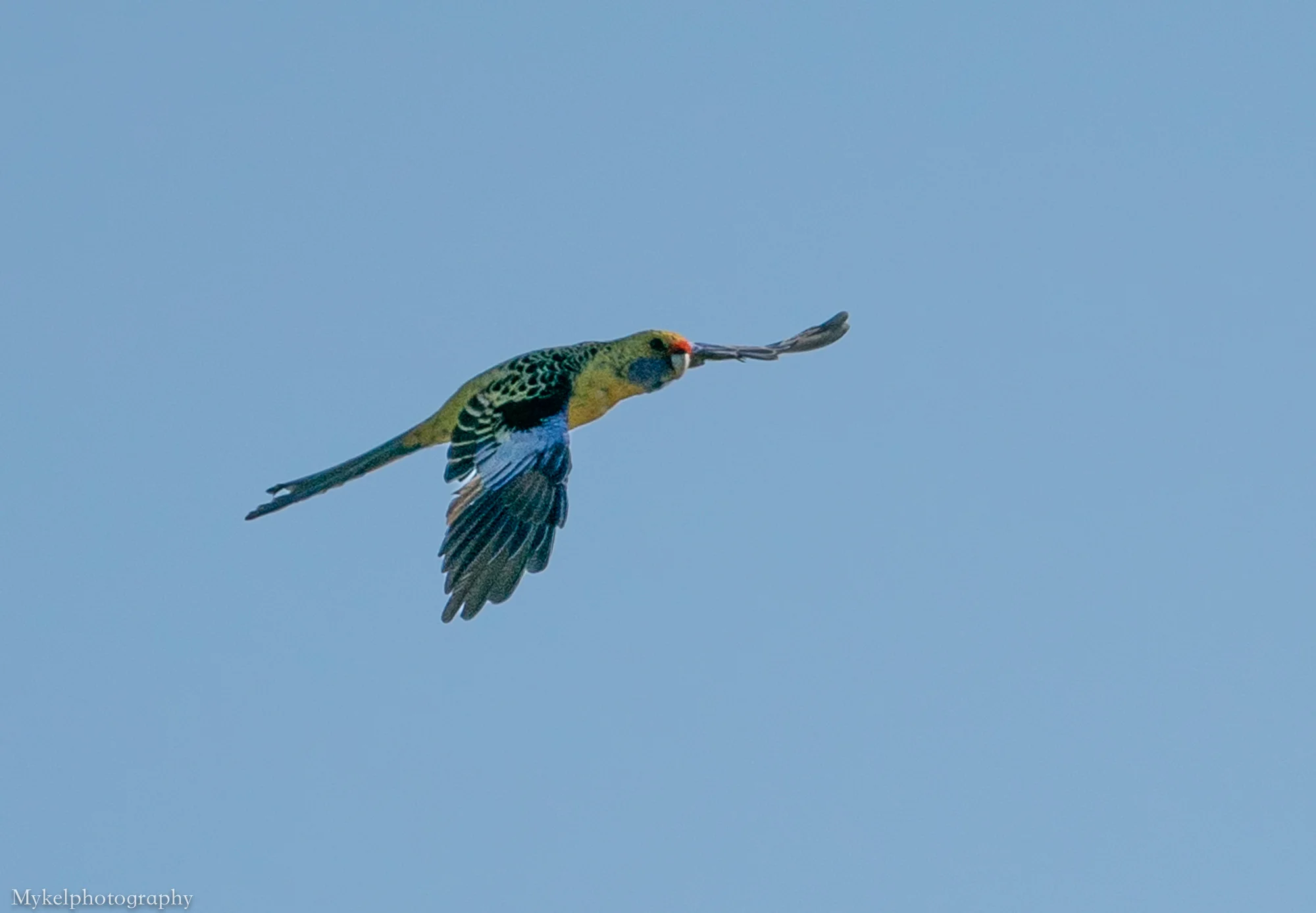 Green Rosella Platycercus caledonicus Psittacidae