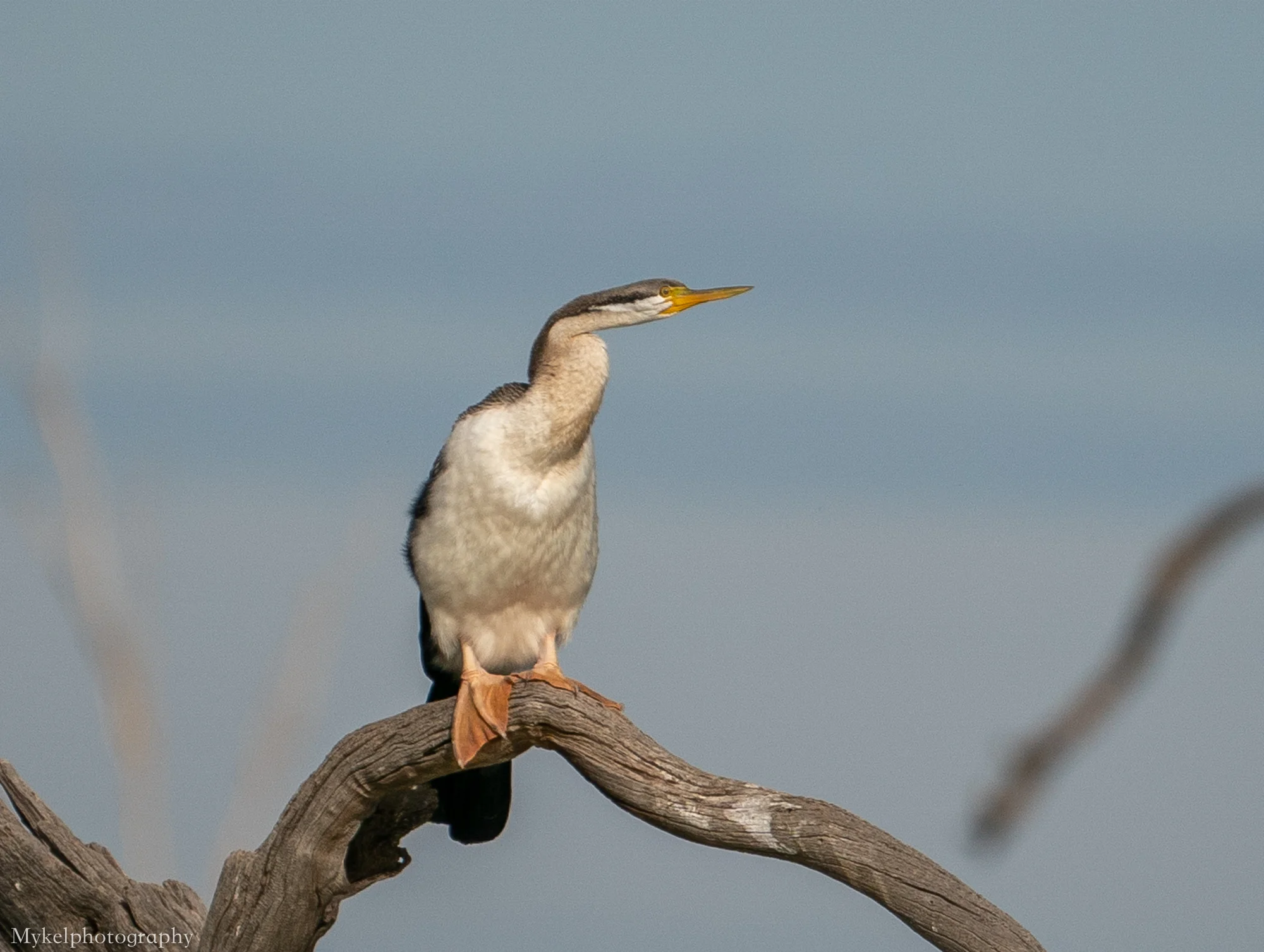 Australasian Darter Anhinga novaehollandiae Anhingidae, alson named the snake bird for obvious reasons
