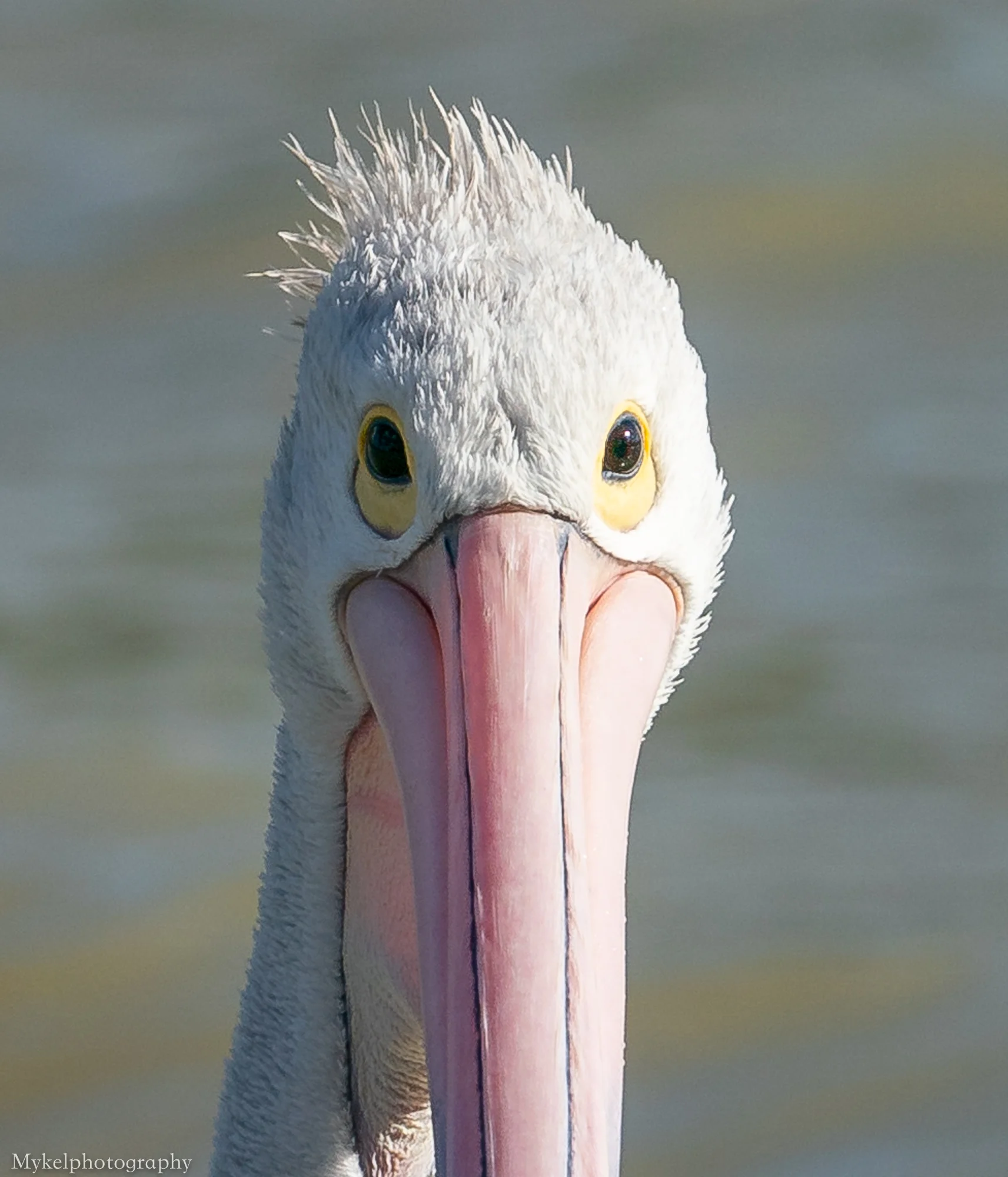 Australian Pelican Pelecanus conspicillatus Pelecanidae