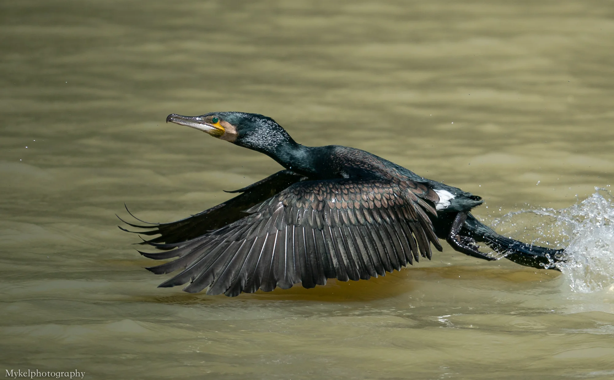 Great Cormorant Phalacrocorax carbo Phalacrocoracidae