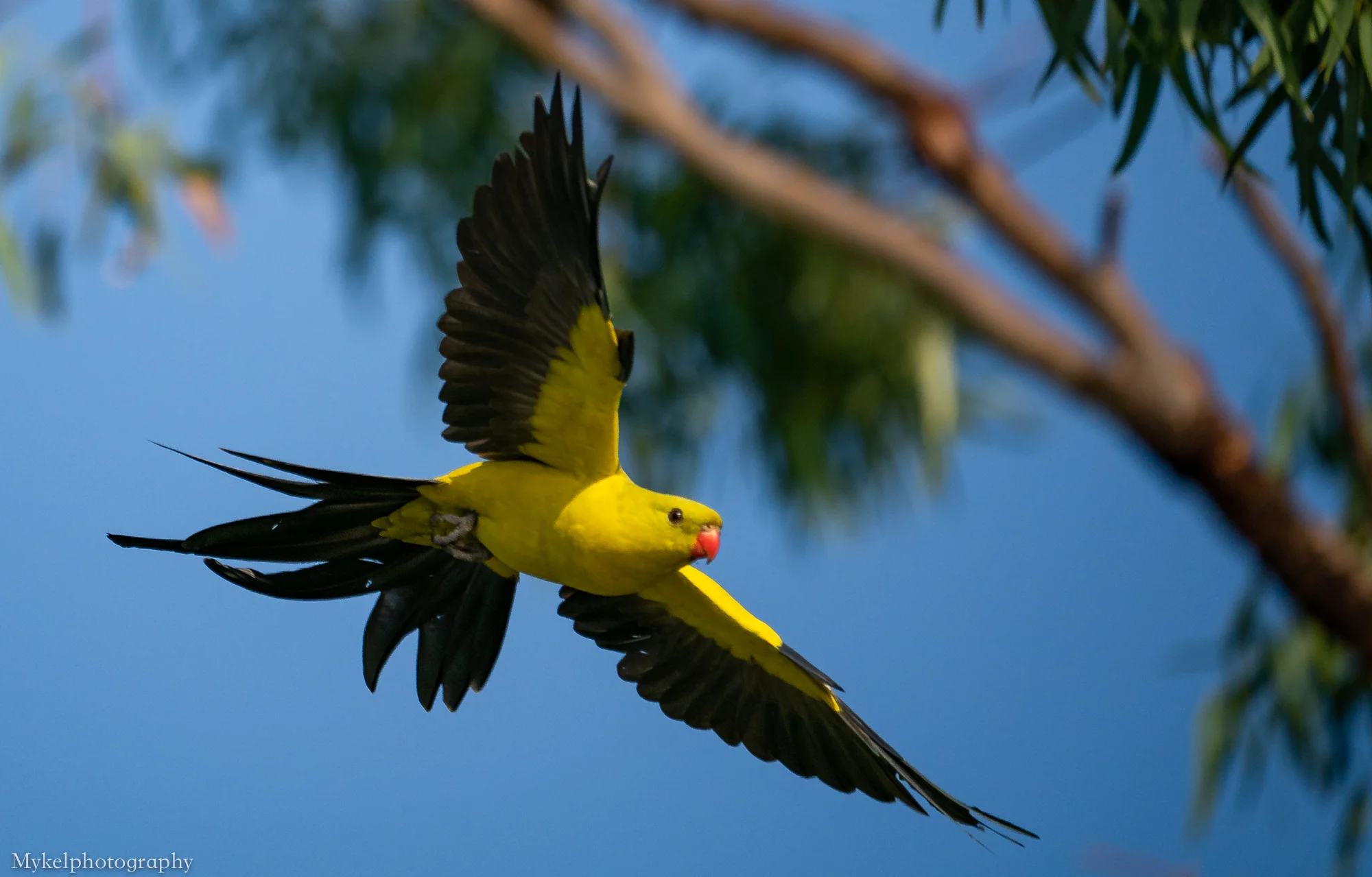 Regent in name and in flight…