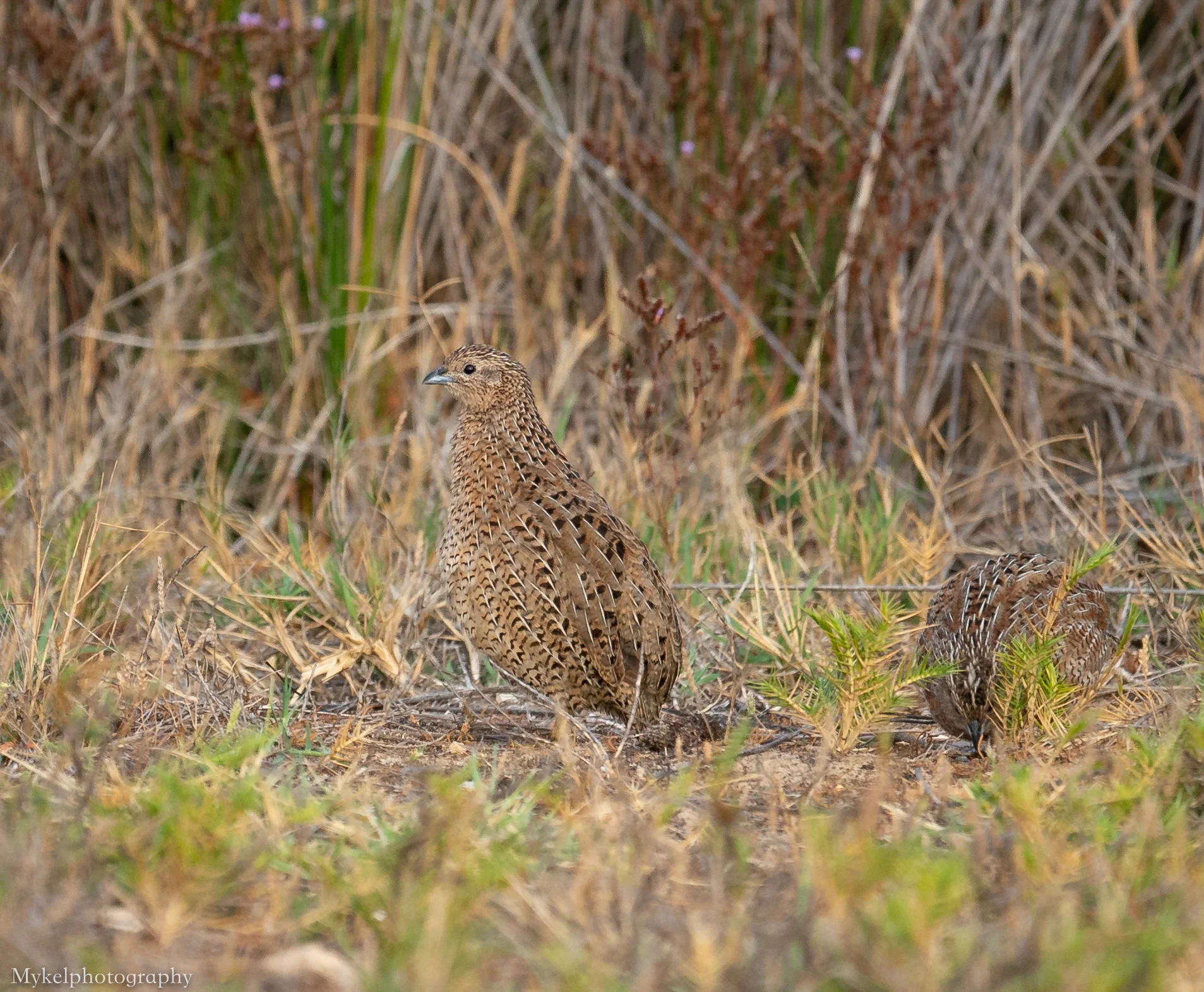 _DSC5637.jpg