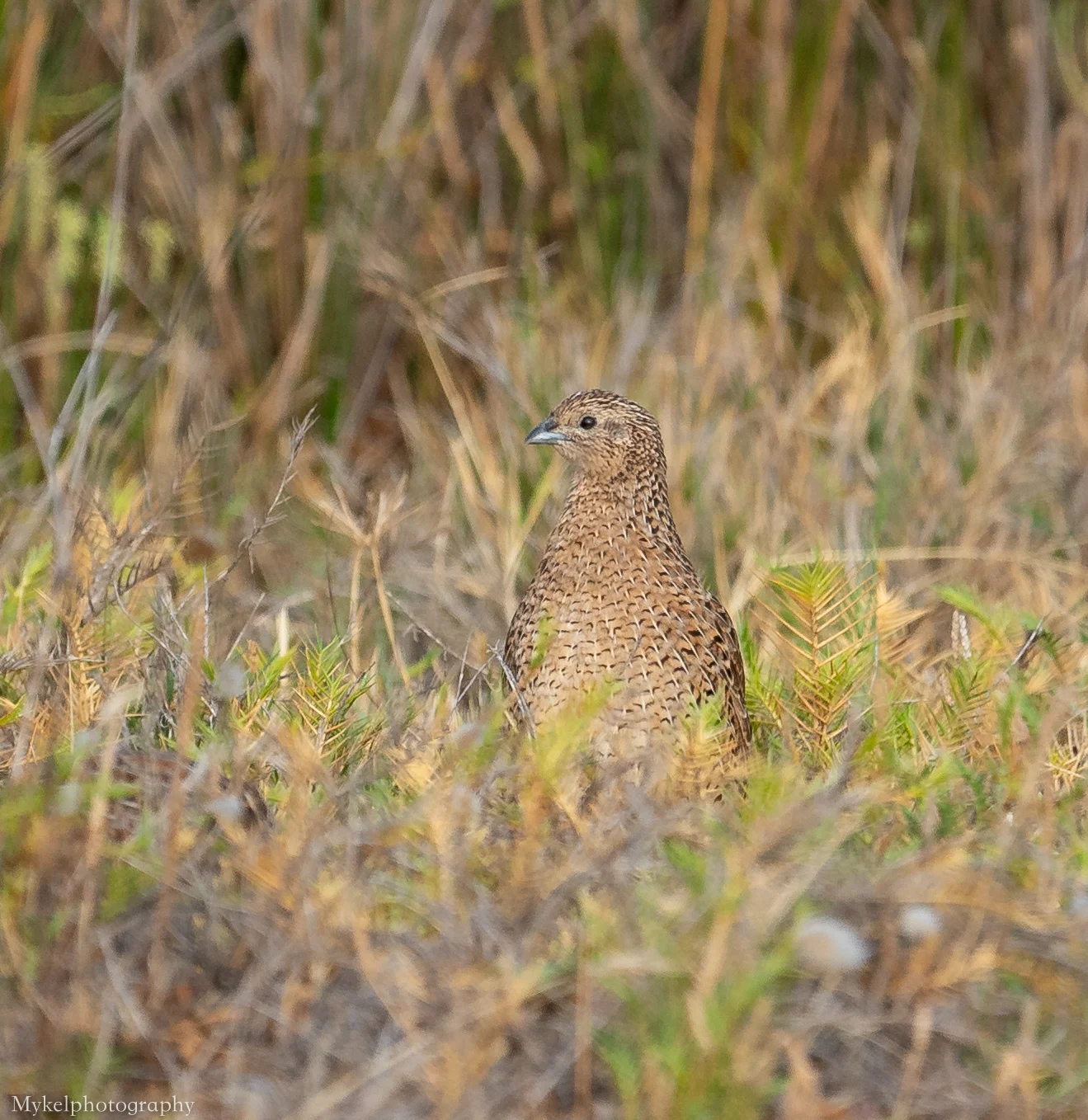 _DSC5665.jpg