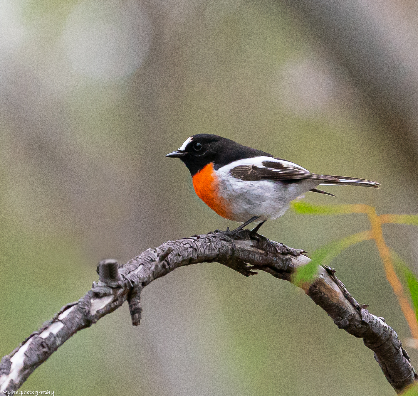_DSC7285-Edit.jpg