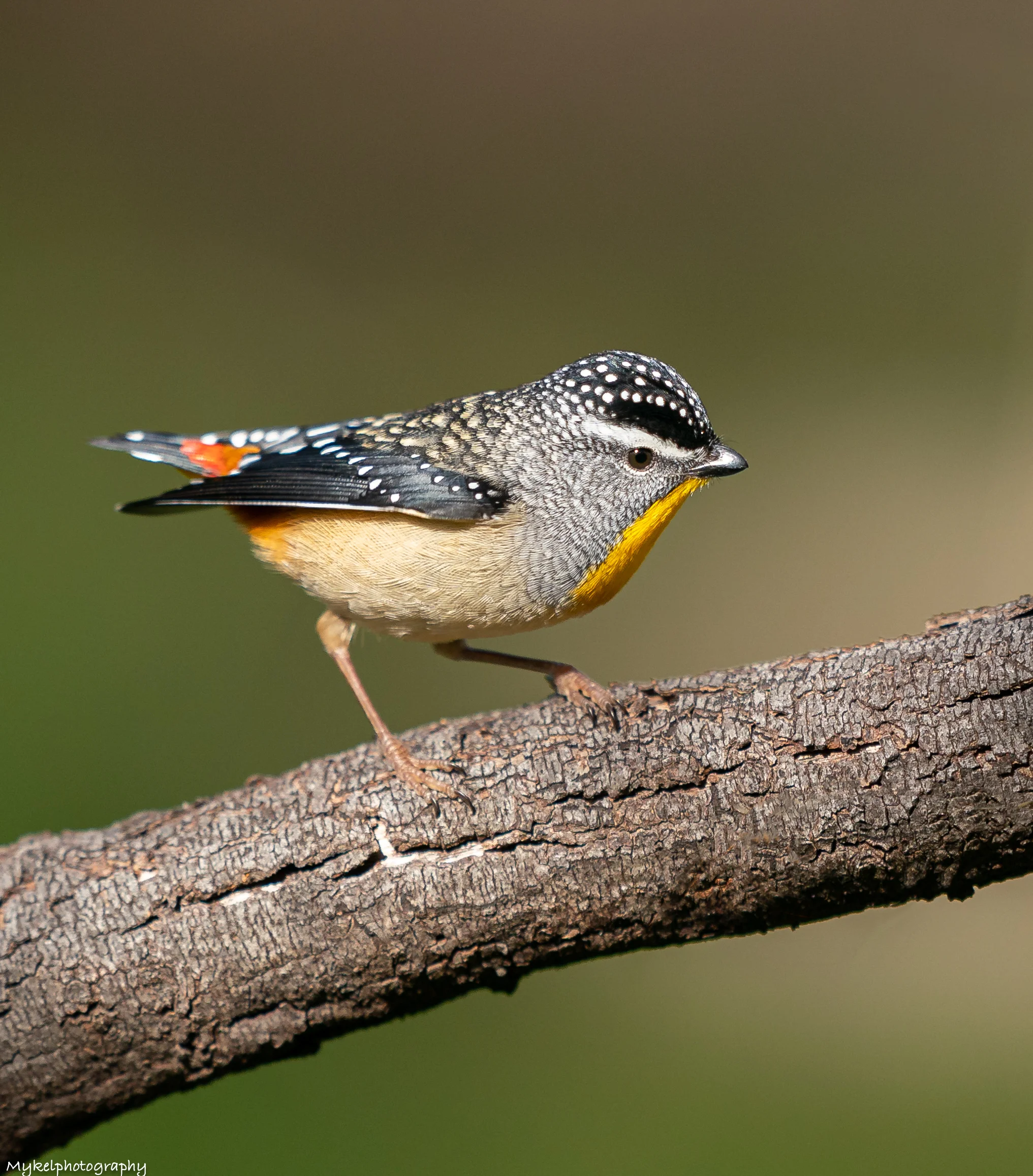 Spotted Pardalote Pardalotus punctatus Pardalotidae Male