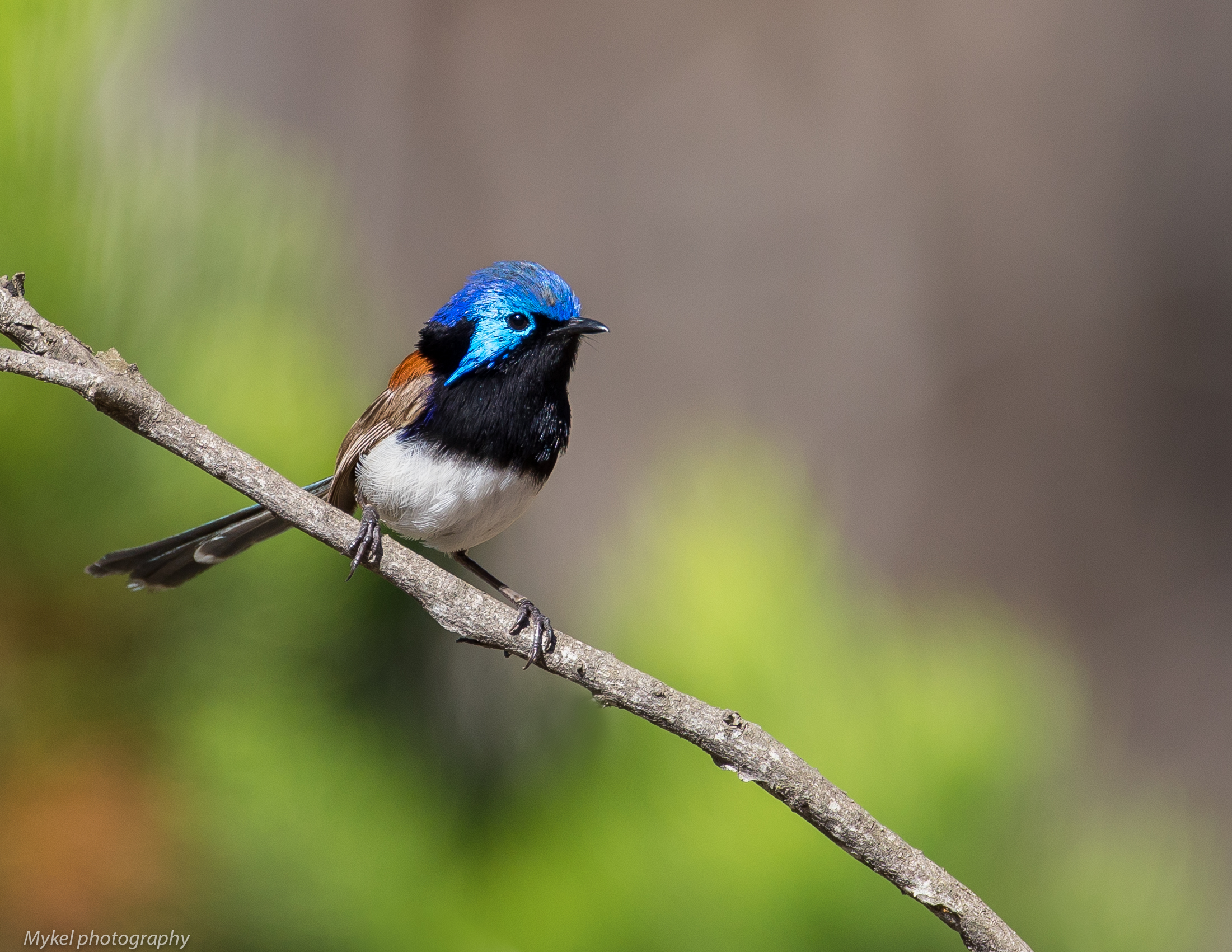 032A3445-Edit.jpg