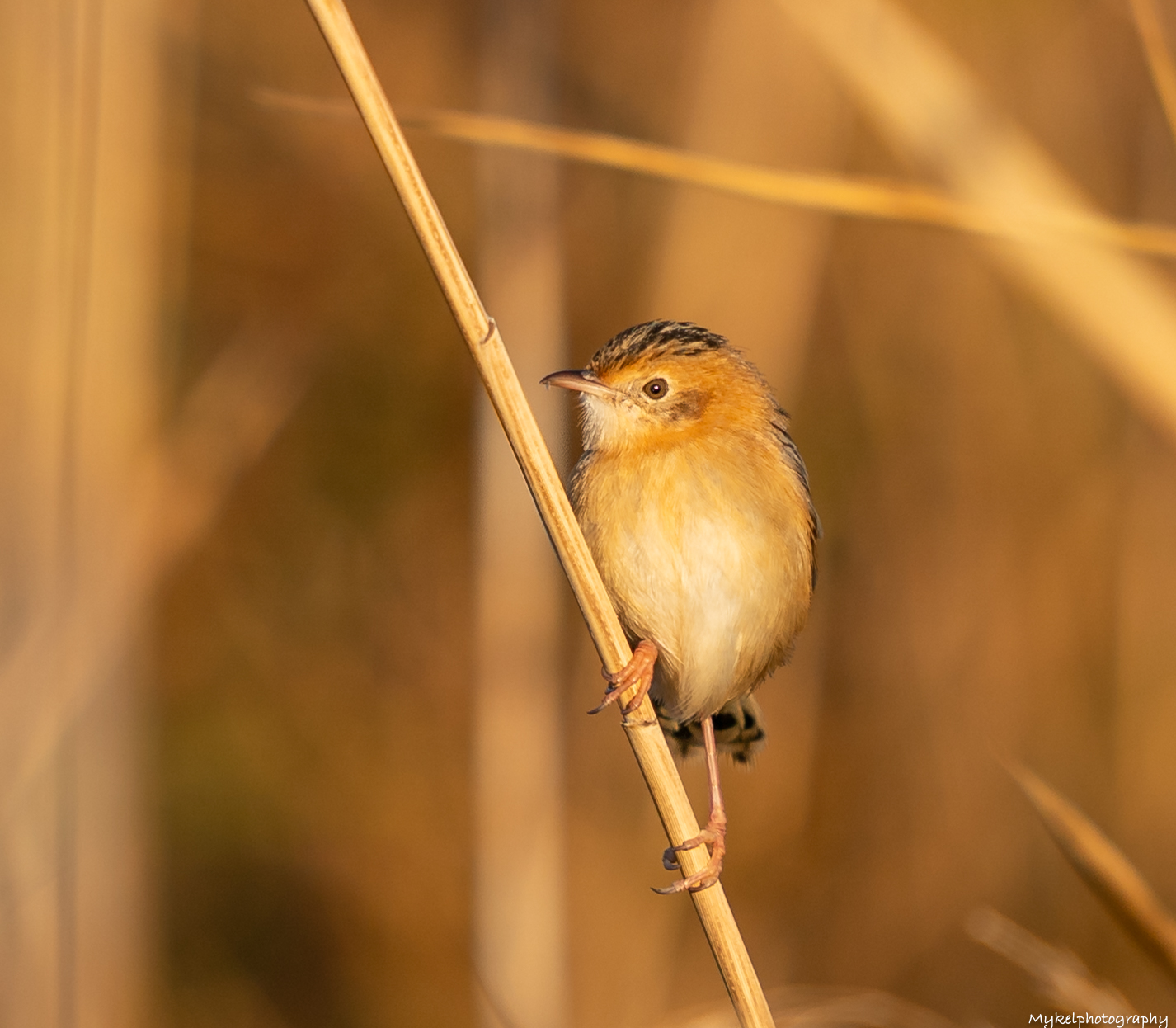 Golden-headed Cisticola Cisticola exilis Cisticolidae