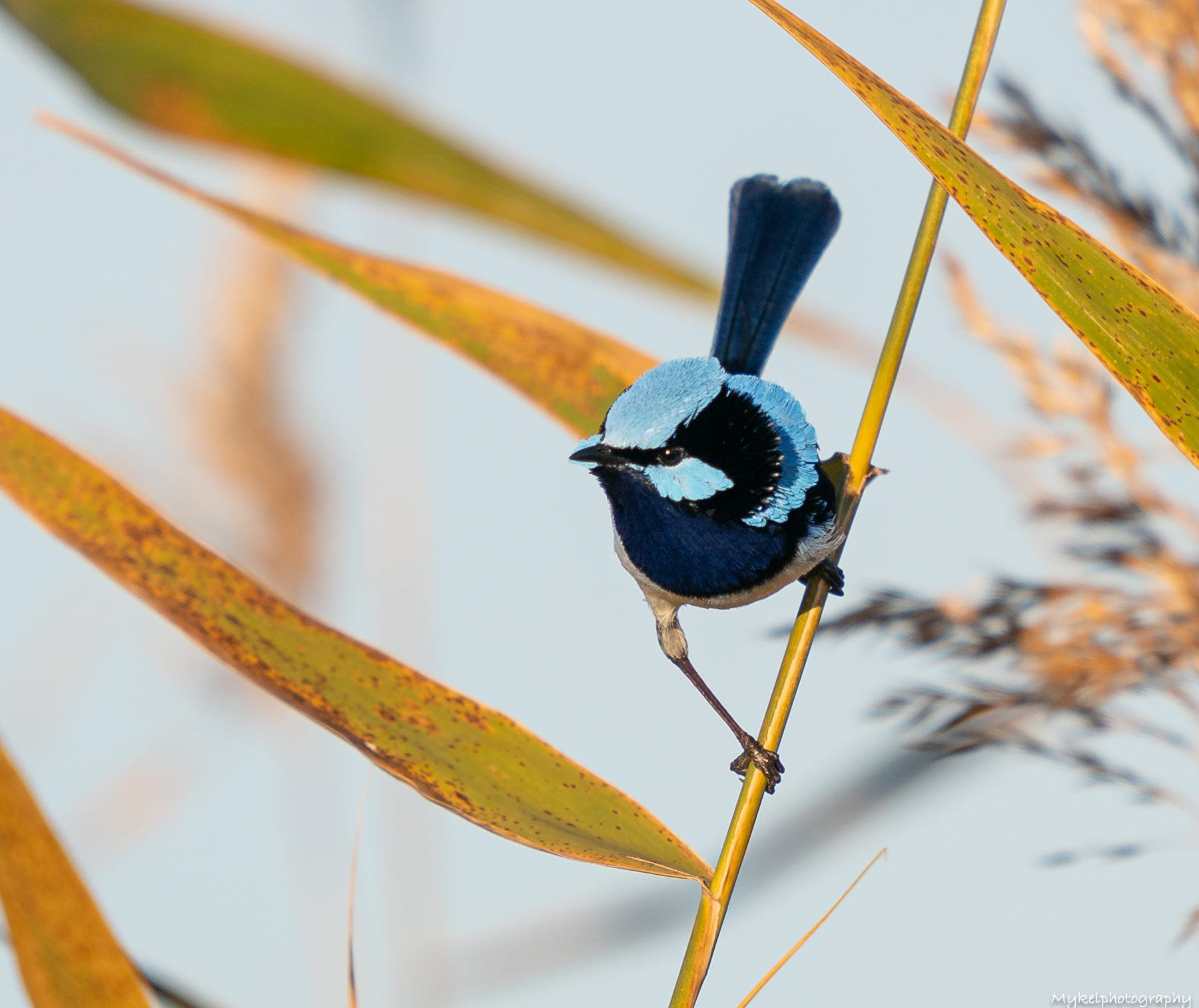 Superb Fairy-wren Malurus cyaneus Maluridae