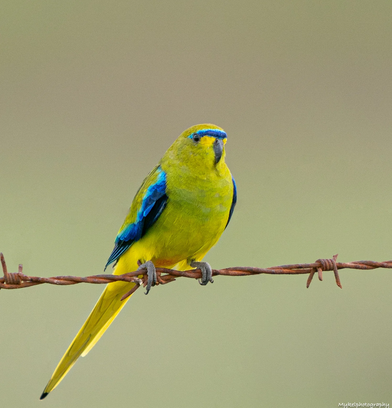 Elegant Parrot Neophema elegans Psittaculidae