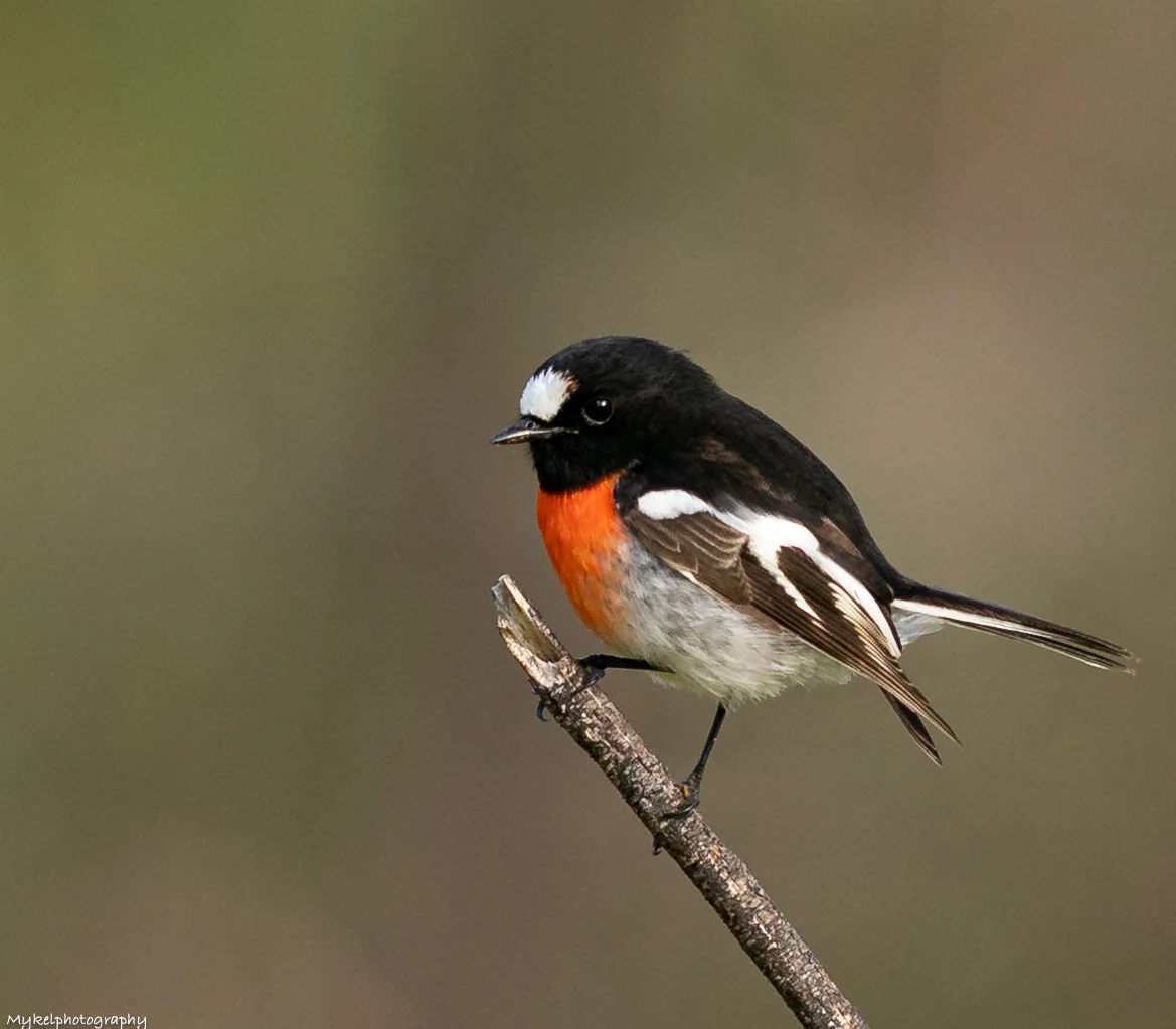 Scarlet Robin