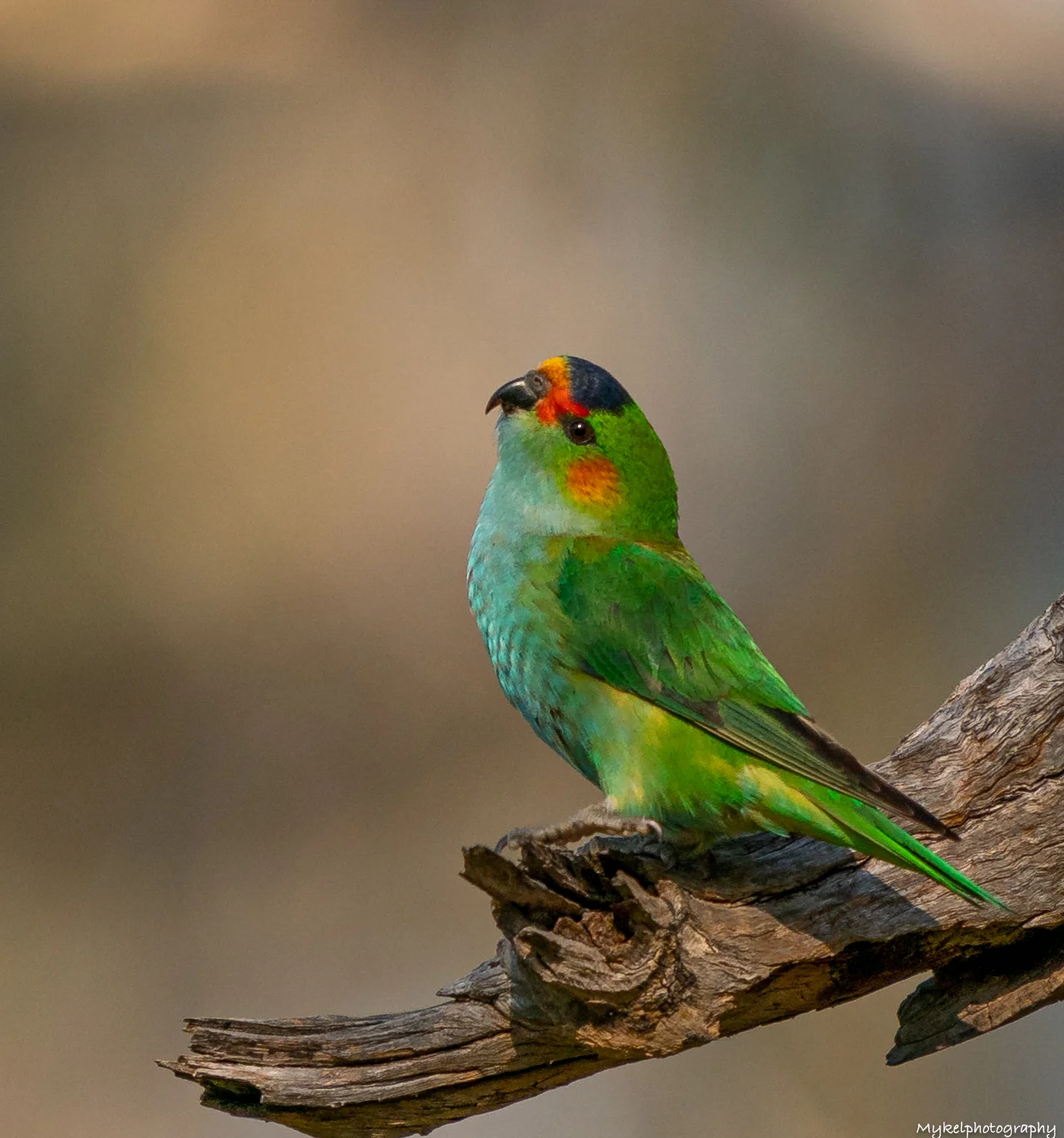Purple-crowned Lorikeet Glossopsitta porphyrocephala Psittacidae