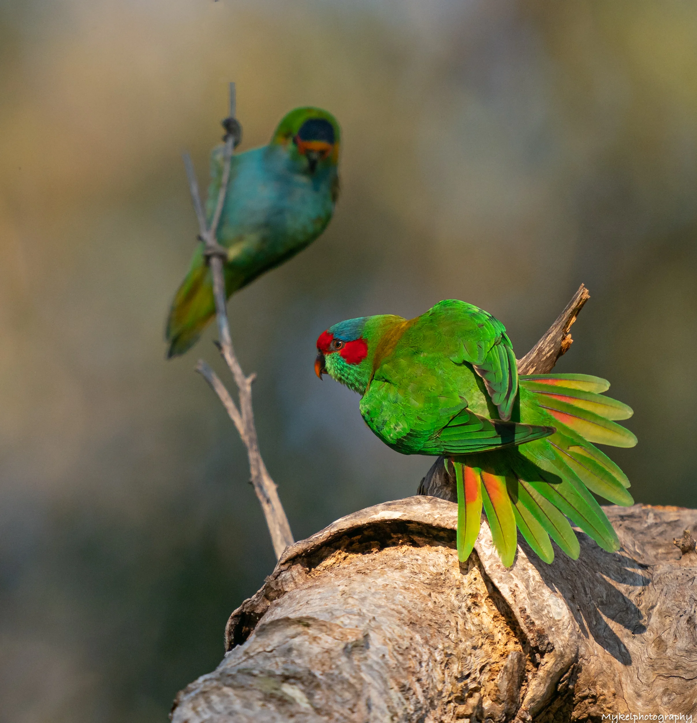 Musk Lorikeet Glossopsitta concinna Psittacidae