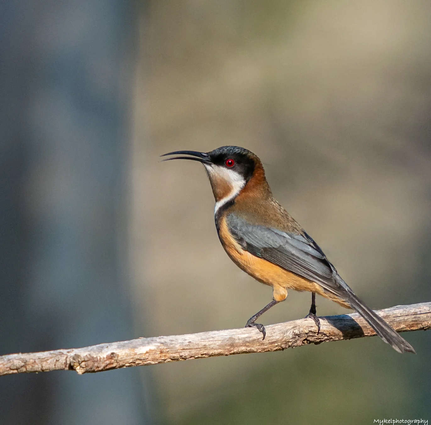 Eastern Spinebill Acanthorhynchus tenuirostris Meliphagidae