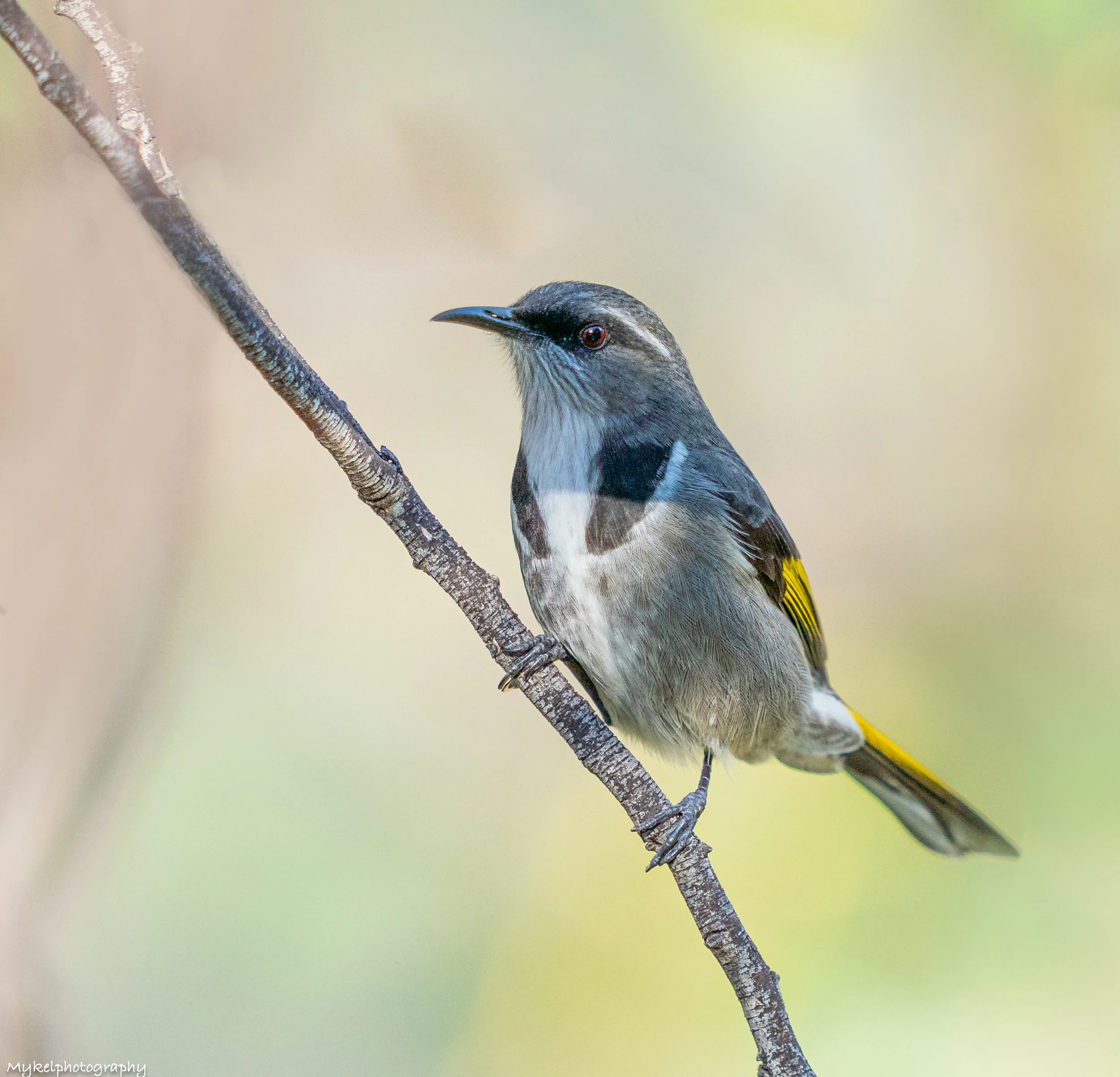 Crescent Honeyeater Phylidonyris pyrrhopterus Meliphagidae