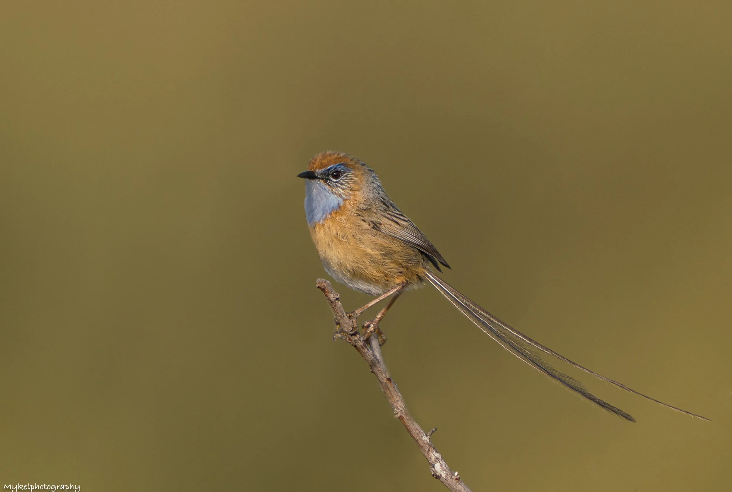 Male Southern Emu-wren Stipiturus malachurus Maluridae The Southern Emu-wren is one of Australia’s smallest birds. A fully-grown emu-wren may reach 19 centimetres long, but its elongated tail feathers comprise about two-thirds of this, making the bird’s body a mere 6 centimetres or so long. The bird gets its name from its tail feathers, which look rather similar to the feathers of an emu. The Southern Emu-wren is a tiny bird with a long (10 cm) filamentous tail, made up of six feathers, which is usually held upright.
