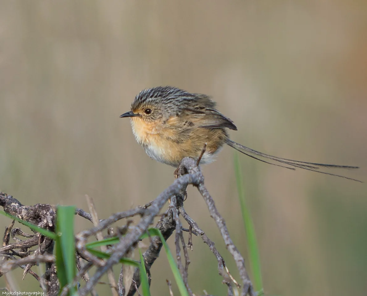 Female Southern Emu-wren Stipiturus malachurus Maluridae