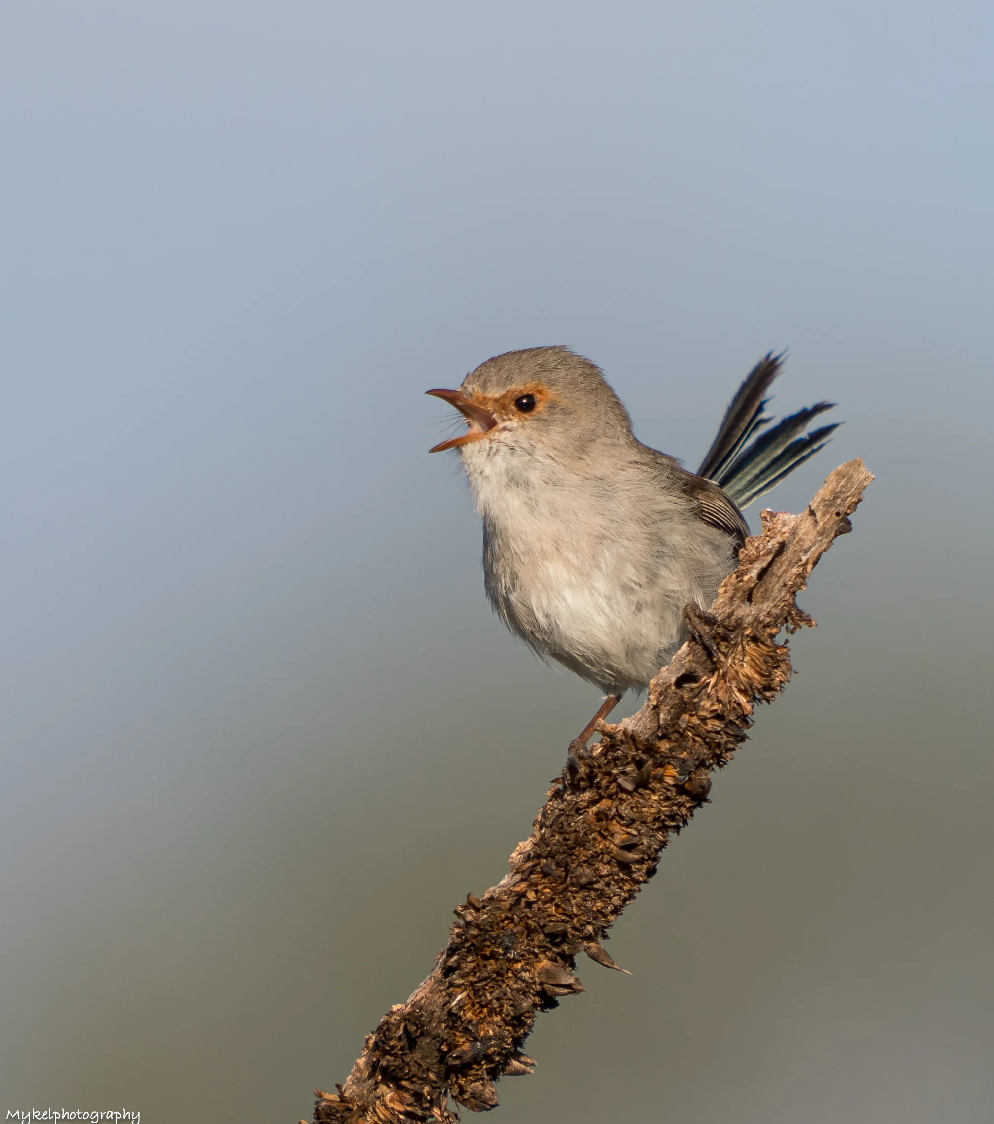 Juvenile Superb Fairy-wren Malurus cyaneus Maluridae