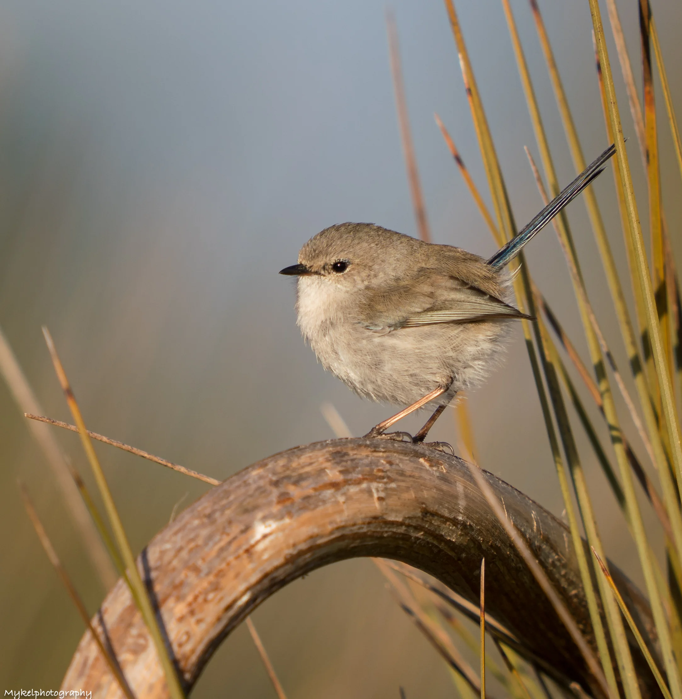 Superb Fairy-wren Malurus cyaneus Maluridae