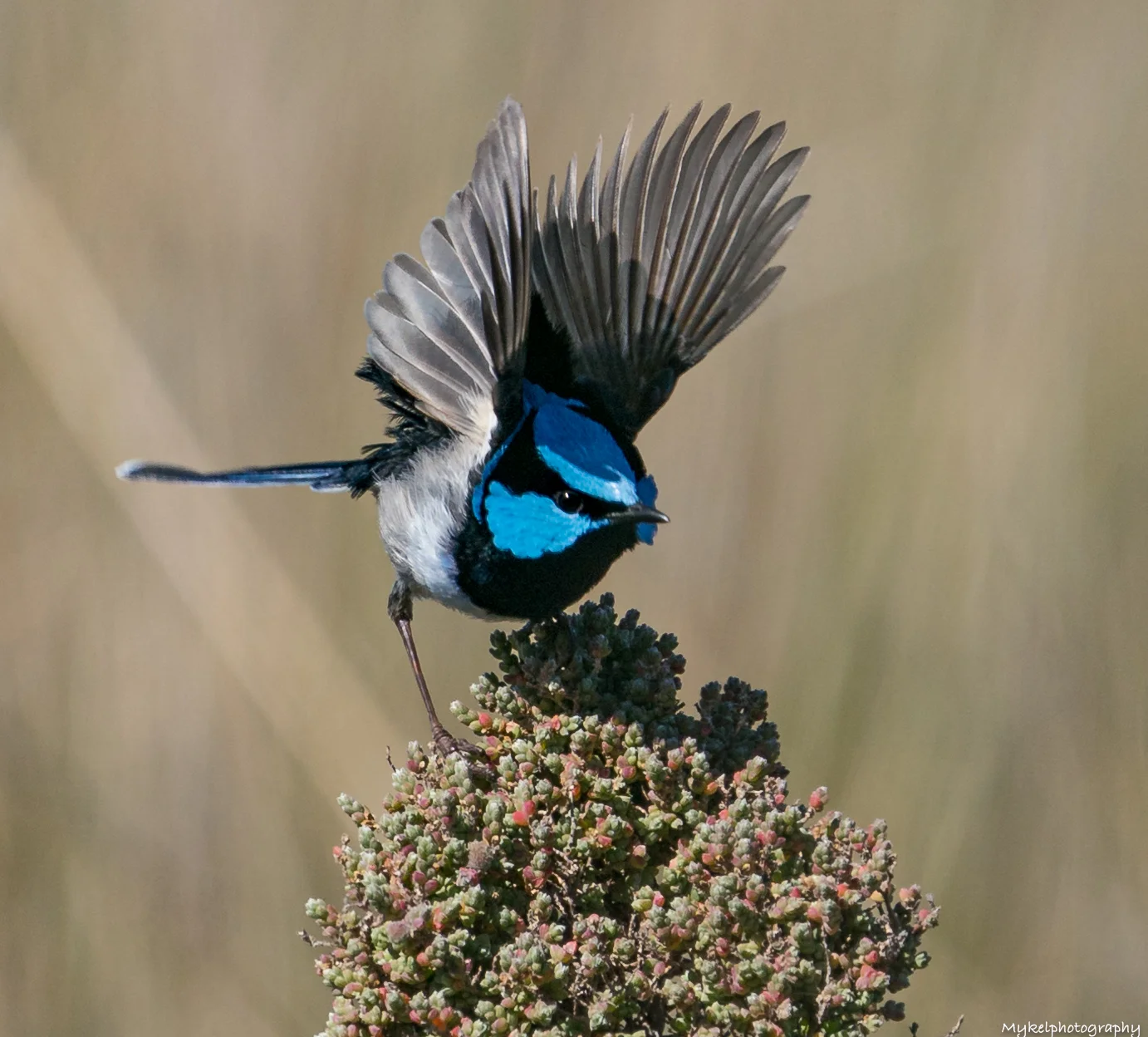 Superb Fairy-wren Malurus cyaneus Maluridae