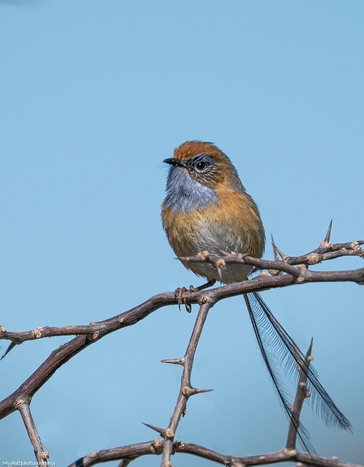 Southern Emu-wren Stipiturus malachurus Maluridae