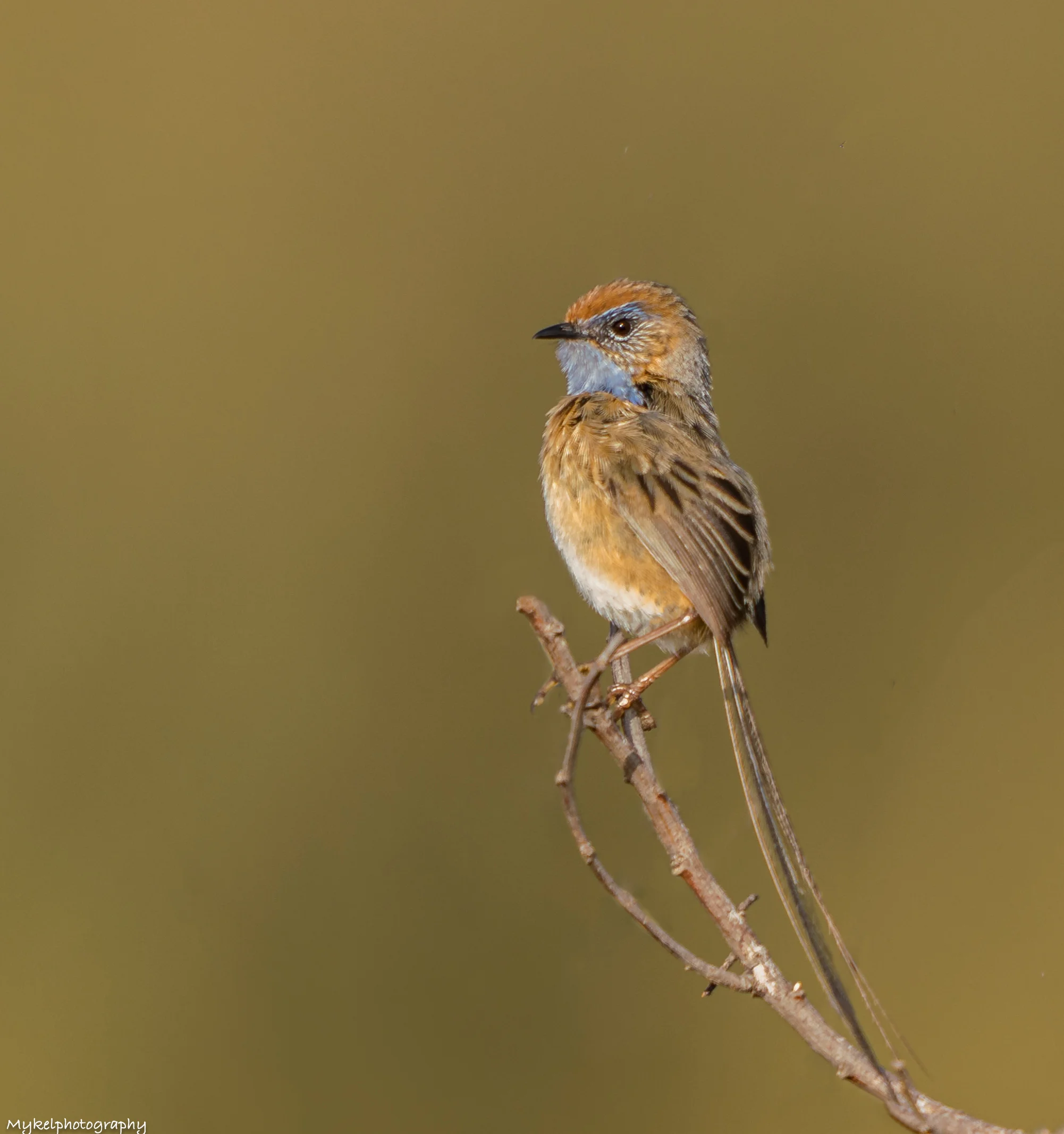 Southern Emu-wren Stipiturus malachurus Maluridae