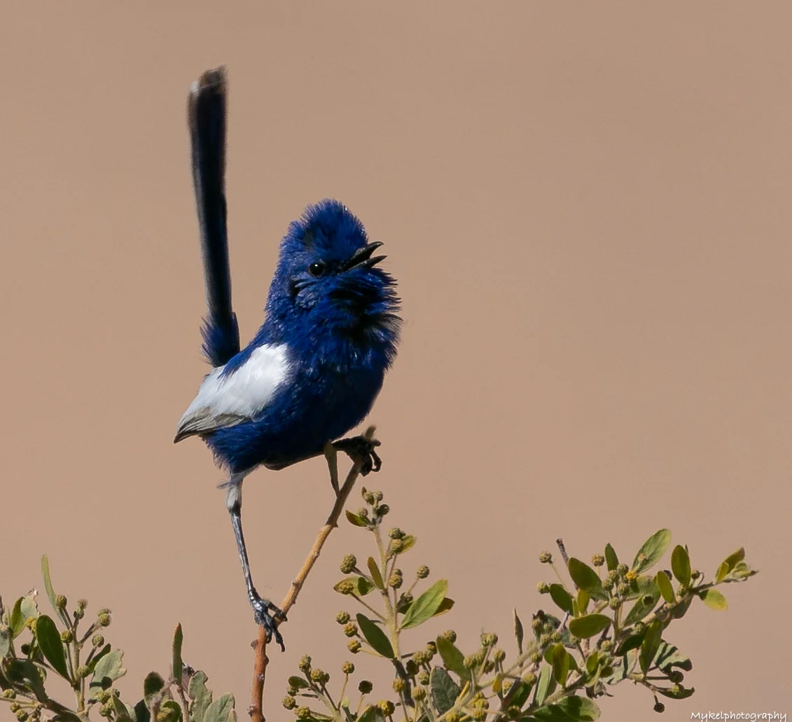 White-winged Fairy-wren Malurus leucopterus Maluridae Australia’s fairy-wrens have the reputation of being brightly coloured, and the White-winged Fairy-wren is one of the most striking. Males of the species are virtually entirely bright-cobalt blue, except for their wings, which are, as the name suggests, gleaming white.