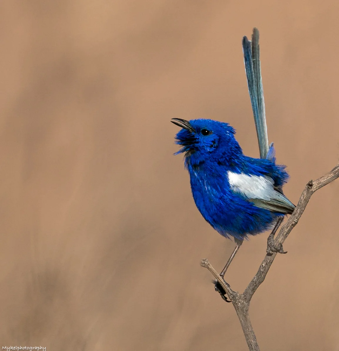 White-winged Fairy-wren Malurus leucopterus Maluridae