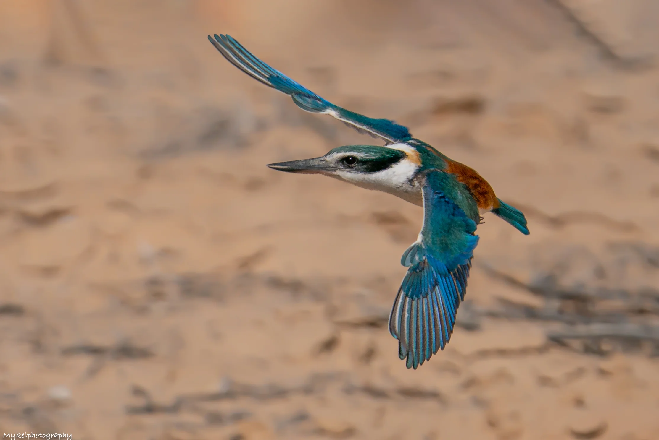 Red-backed Kingfisher Todiramphus pyrrhopygius