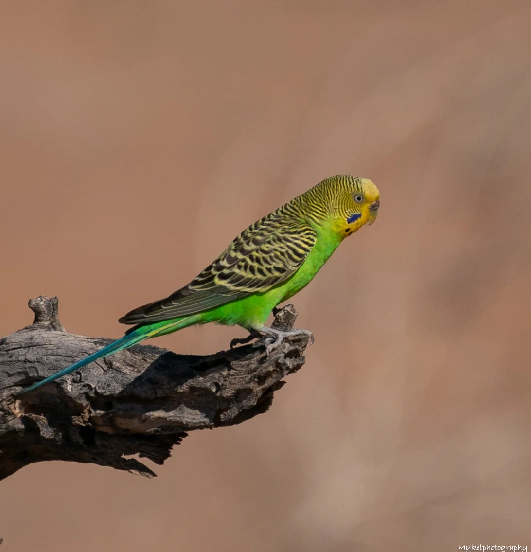 Wild Budgerigar Melopsittacus undulatus Budgerigars are nomadic and large flocks of birds can be seen in most open habitat types, but seldom far from water. Very large flocks, numbering occasionally in the tens of thousands, are seen after a season of abundant rainfall and food. Flocks are usually much smaller, however, and range from as few as three birds up to 100 or more. Birds in a flock fly in a characteristic undulating manner.