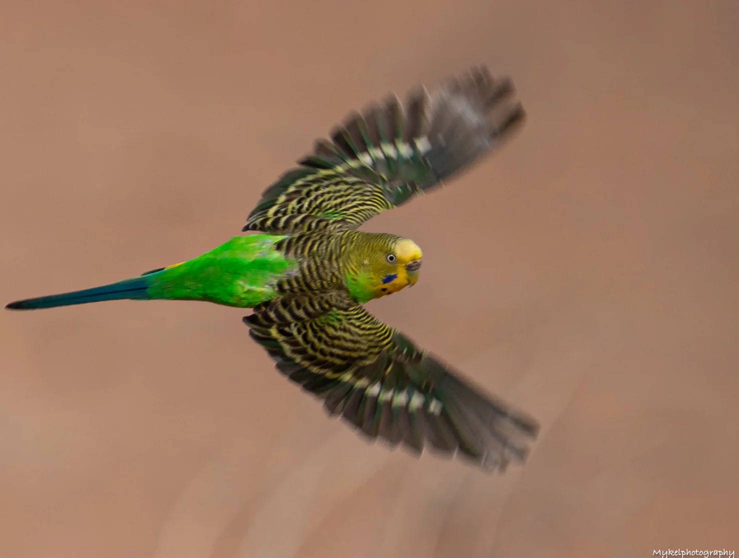 Wild Budgerigar Melopsittacus undulatus