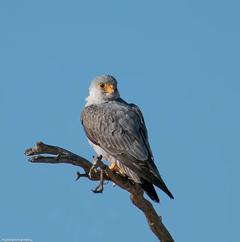 Grey Falcon Falco hypoleucos Grey Falcons are one of the rarest and most attractive of our raptors and are eagerly sought after by most birdwatchers. Birds of the inland, they inhabit open country intersected by timbered watercourses, more often in Australia's northern half.