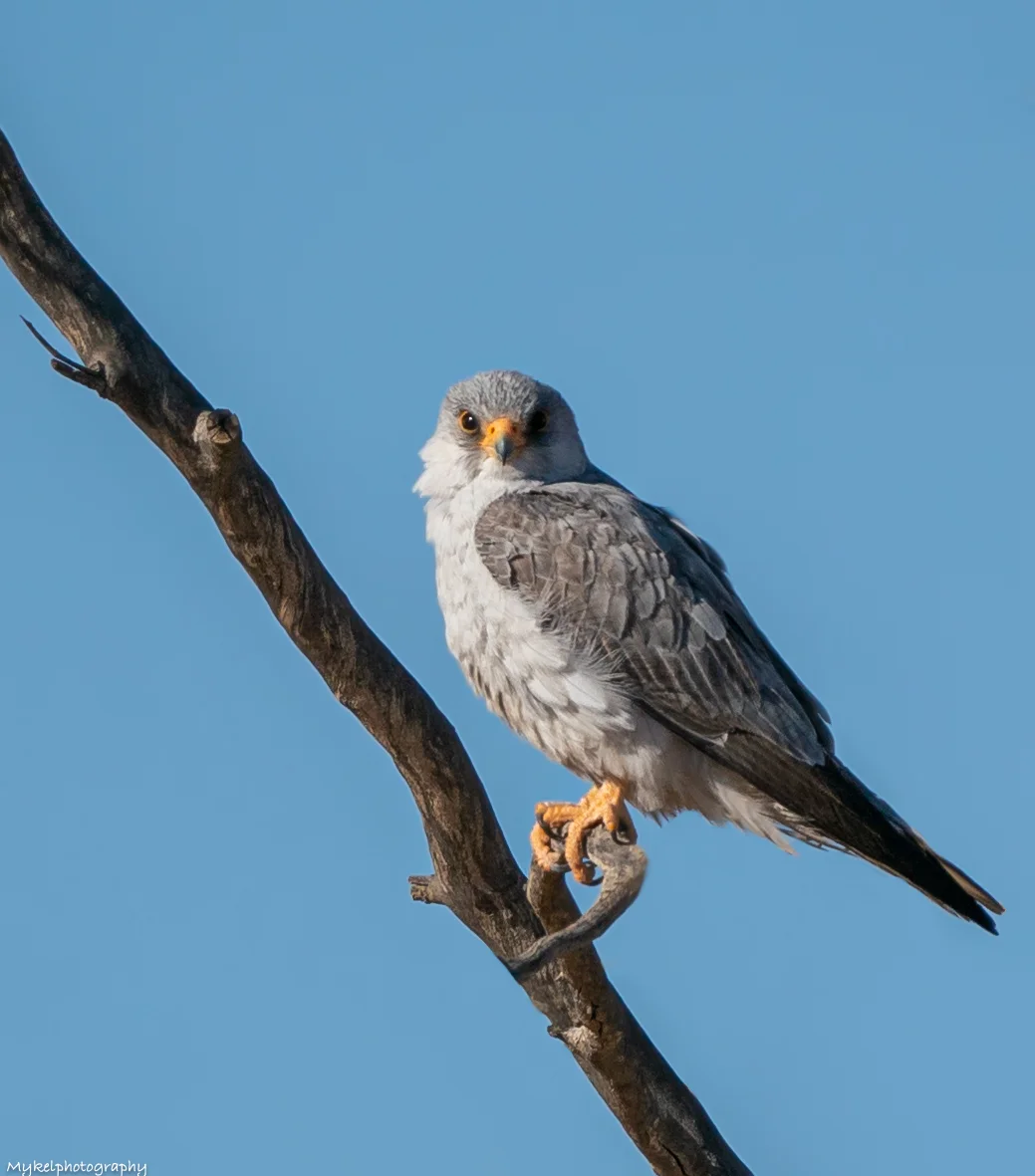 Grey Falcon Falco hypoleucos