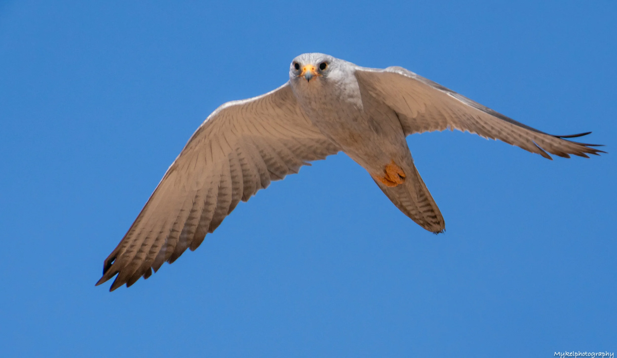 Grey Falcon Falco hypoleucos