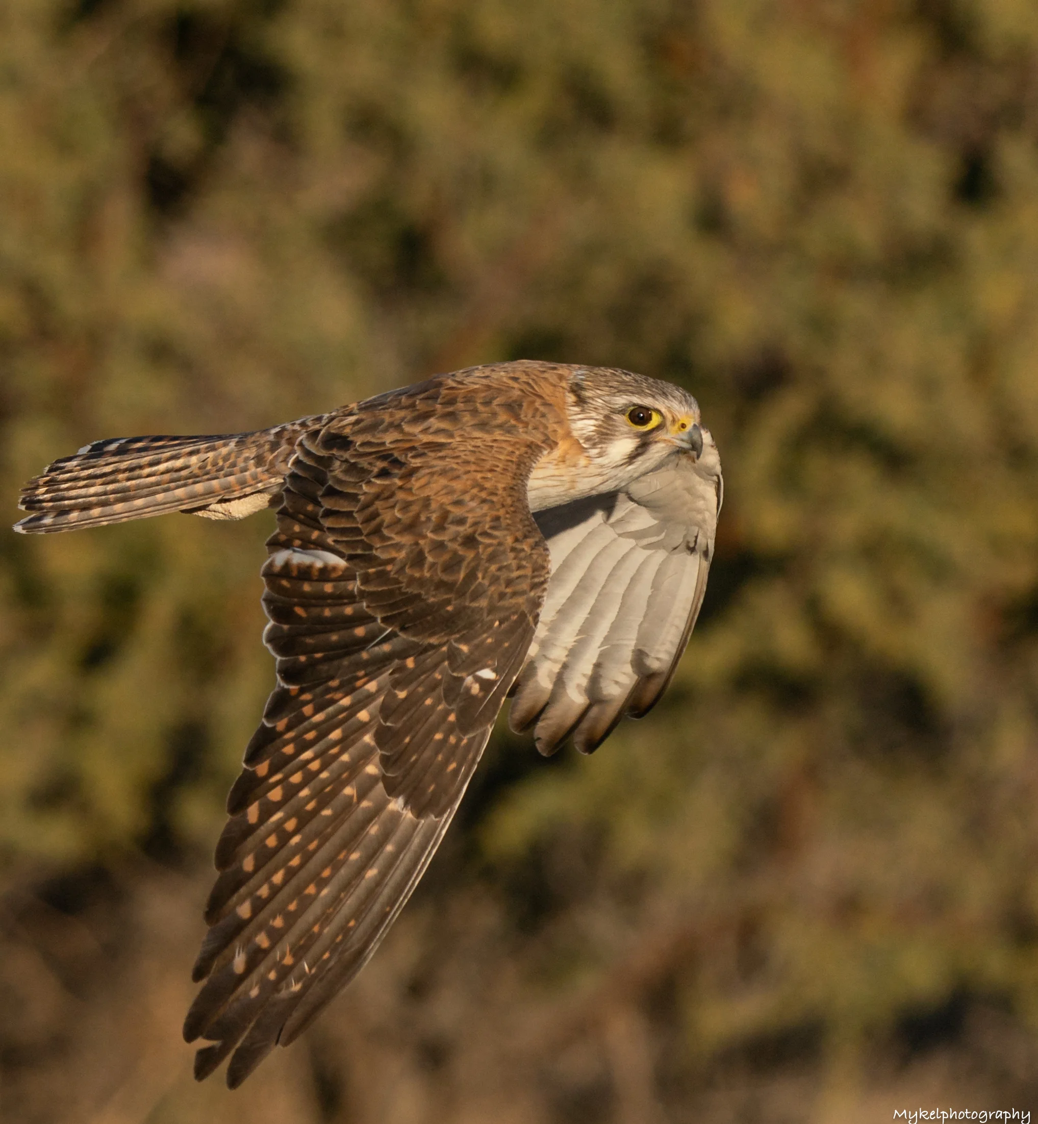 Brown Falcon Falco berigora Falconidae