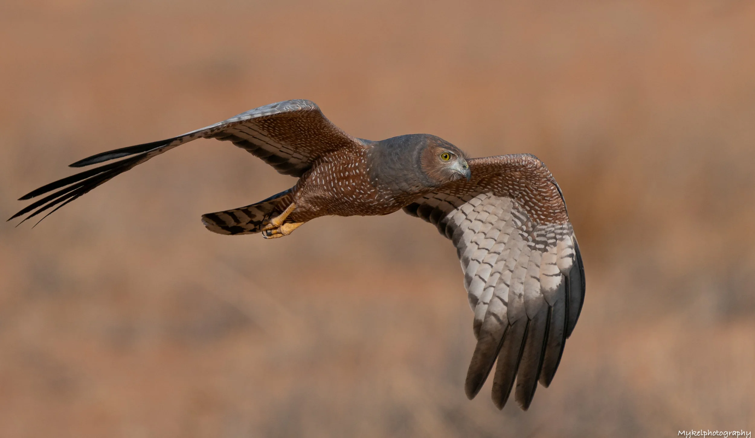 Spotted Harrier Circus assimilis Accipitridae Although it may be recorded almost anywhere in mainland Australia, the stronghold of the Spotted Harrier is the arid and semi-arid zones. By gliding and soaring, harriers slowly quarter above flat or undulating landscapes covered with low or open vegetation, on the lookout for small birds and mammals on the ground, and then dive or drop onto their quarry.