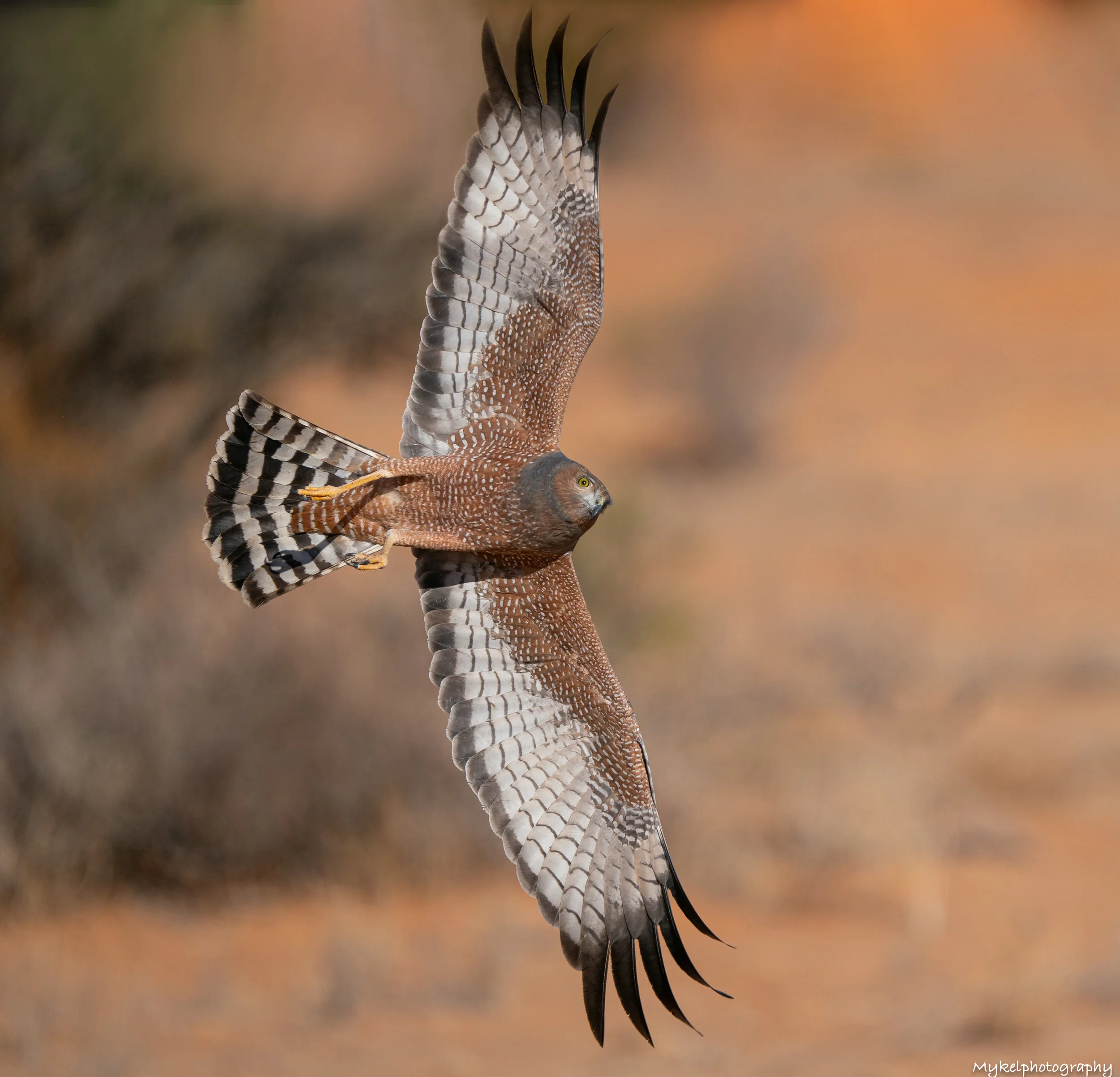 Spotted Harrier Circus assimilis Accipitridae