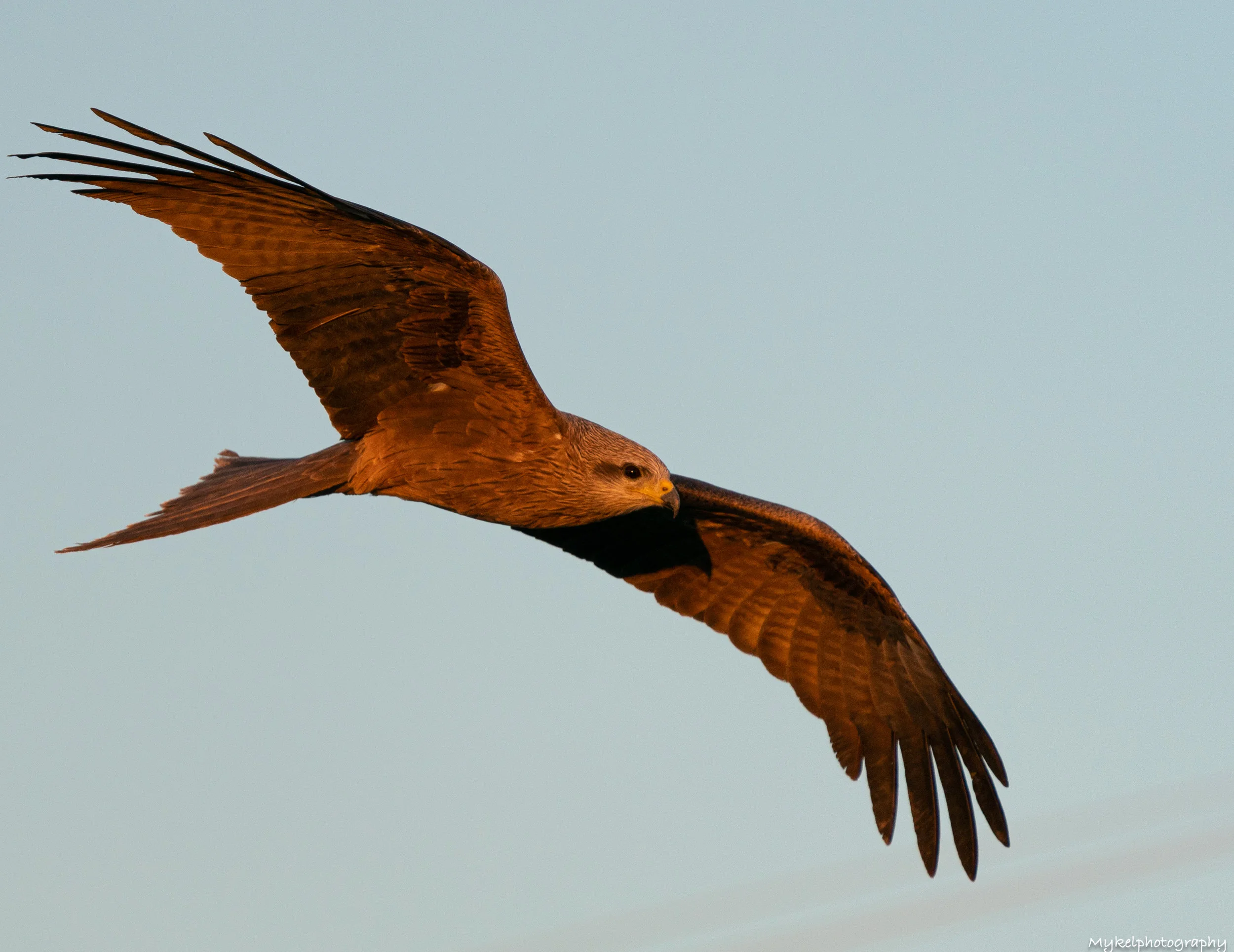 Black Kite Milvus migrans Accipitridae