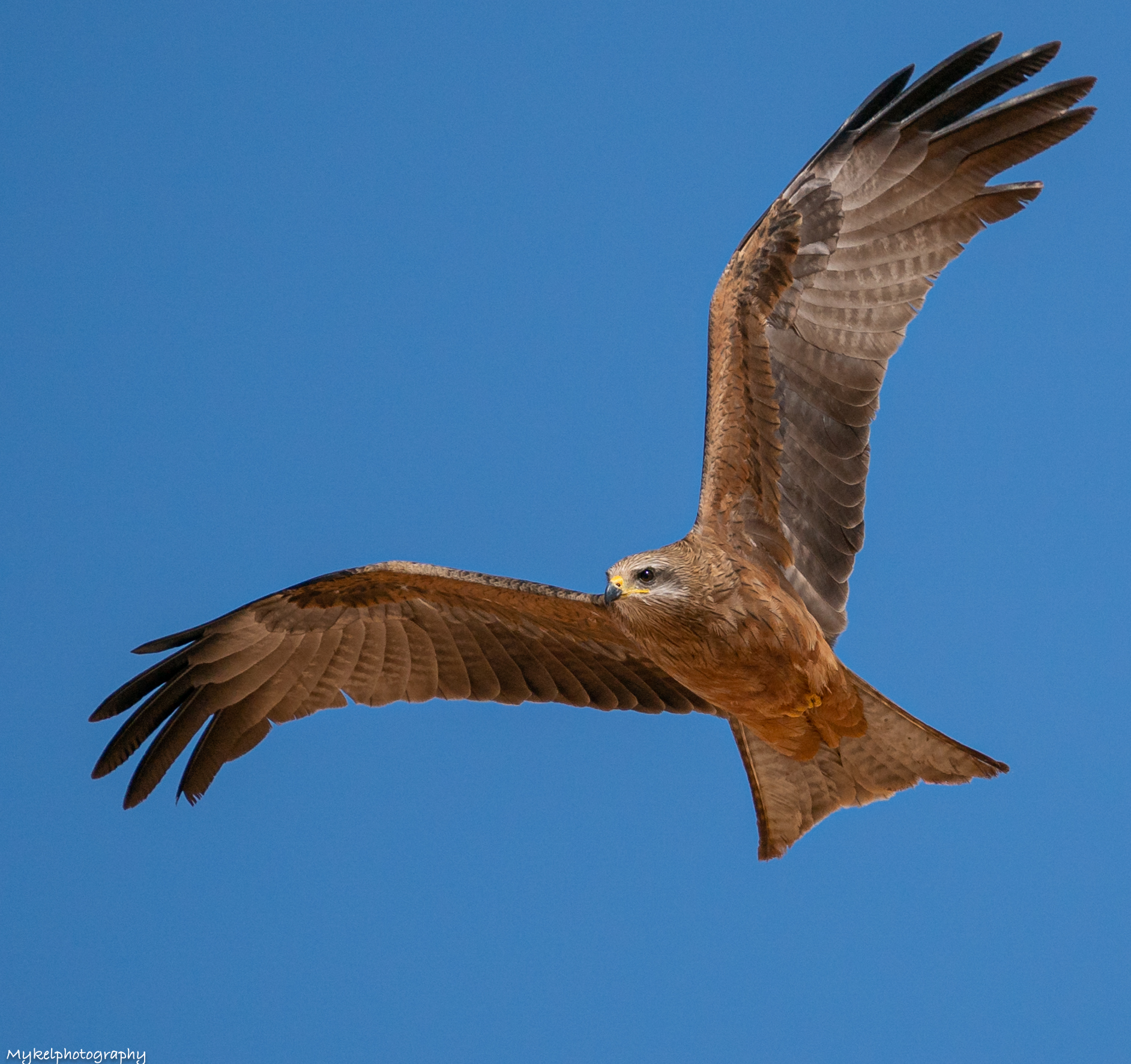 Black Kite Milvus migrans Accipitridae