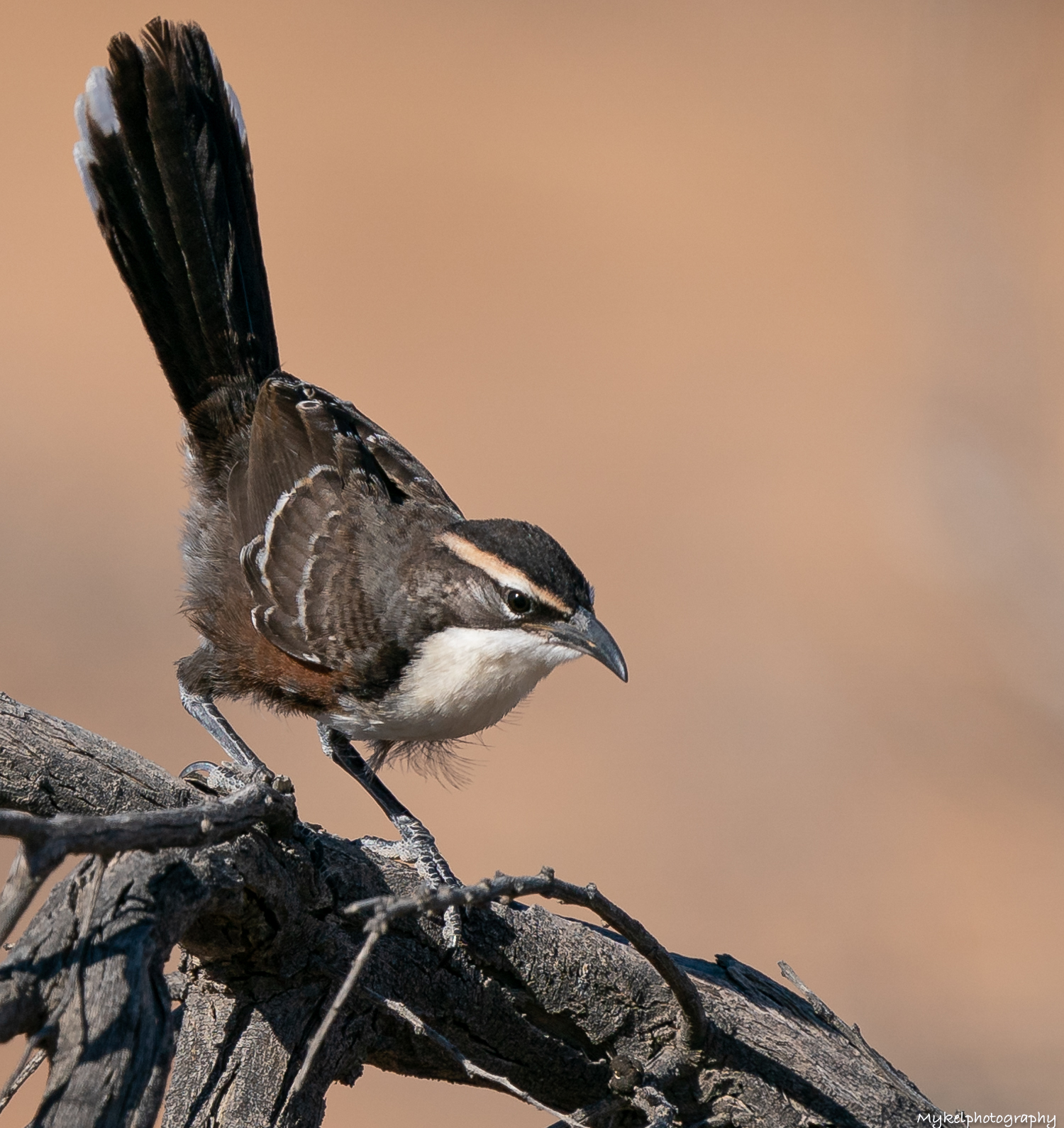 Chestnut-crowned Babbler Pomatostomus ruficeps Pomatostomidae Like all of Australia’s babblers, the Chestnut-crowned Babbler occurs in boisterous groups which breed co-operatively. These noisy flocks forage on the ground, taking insects from the leaf litter, turning over debris or digging in the soil, all the while hopping forward so that the group moves in a slow progression. When disturbed, they hop or fly to the nearby cover of trees or shrubs,
