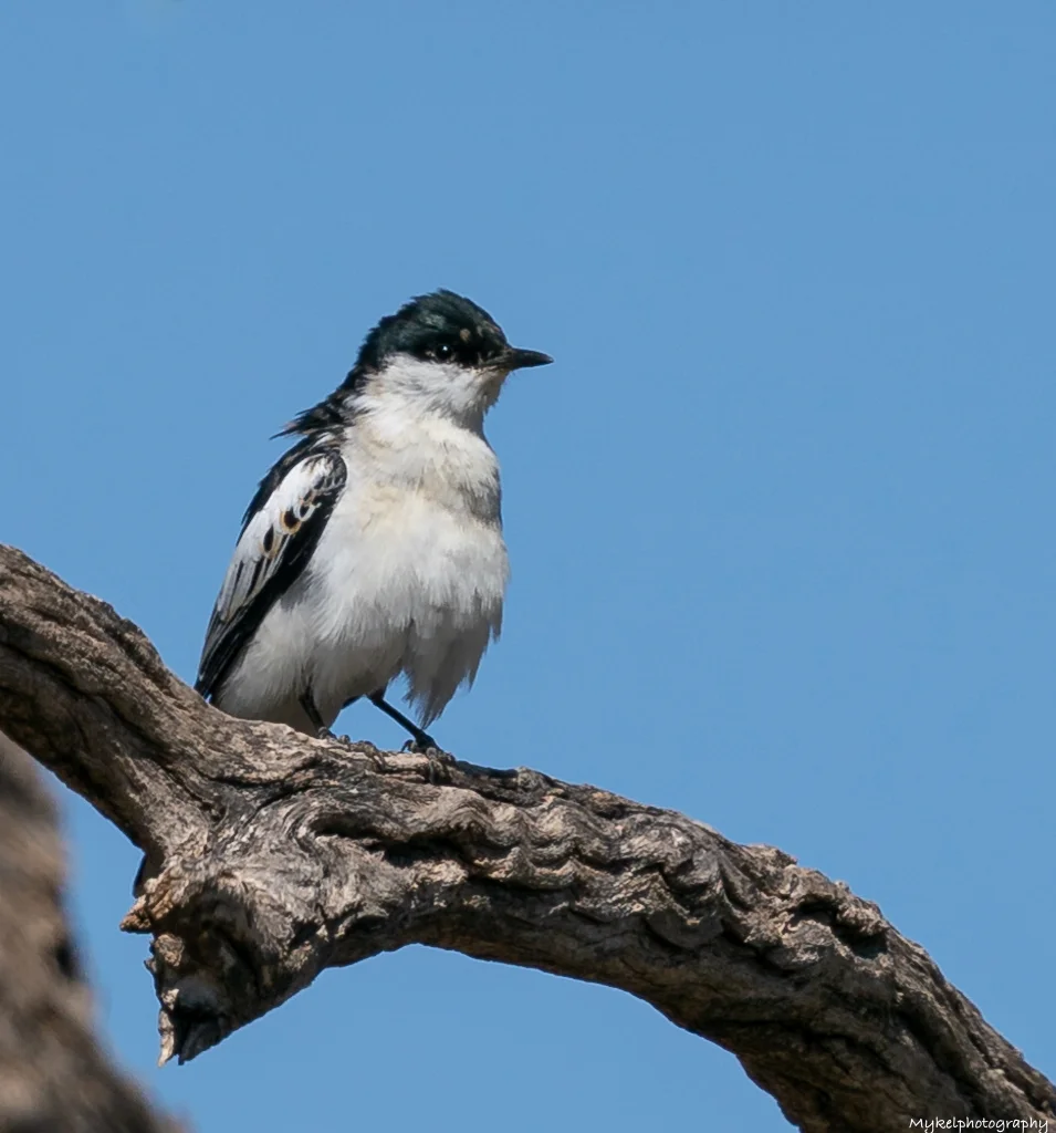 White-winged Triller Lalage sueurii Campephagidae