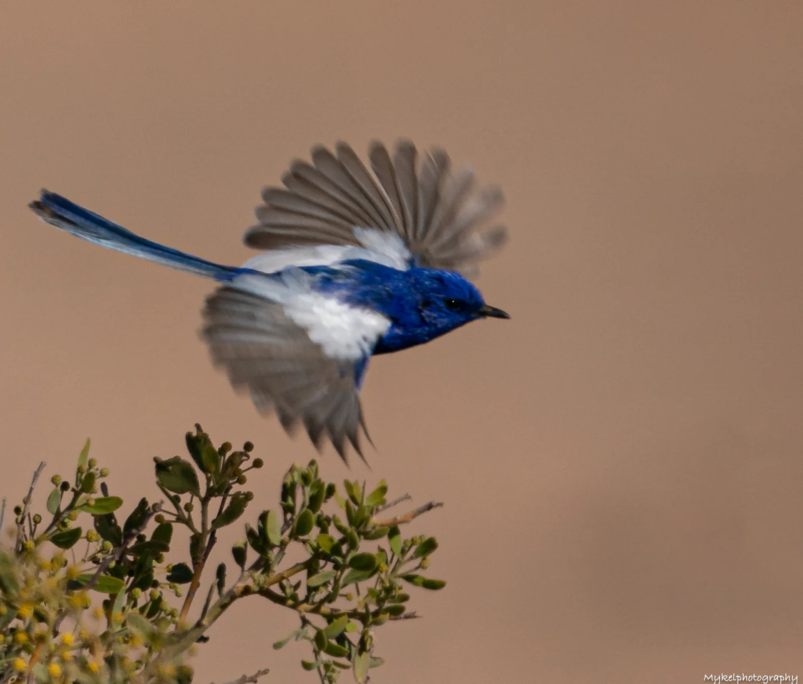 White-winged Fairy-wren Malurus leucopterus Maluridae