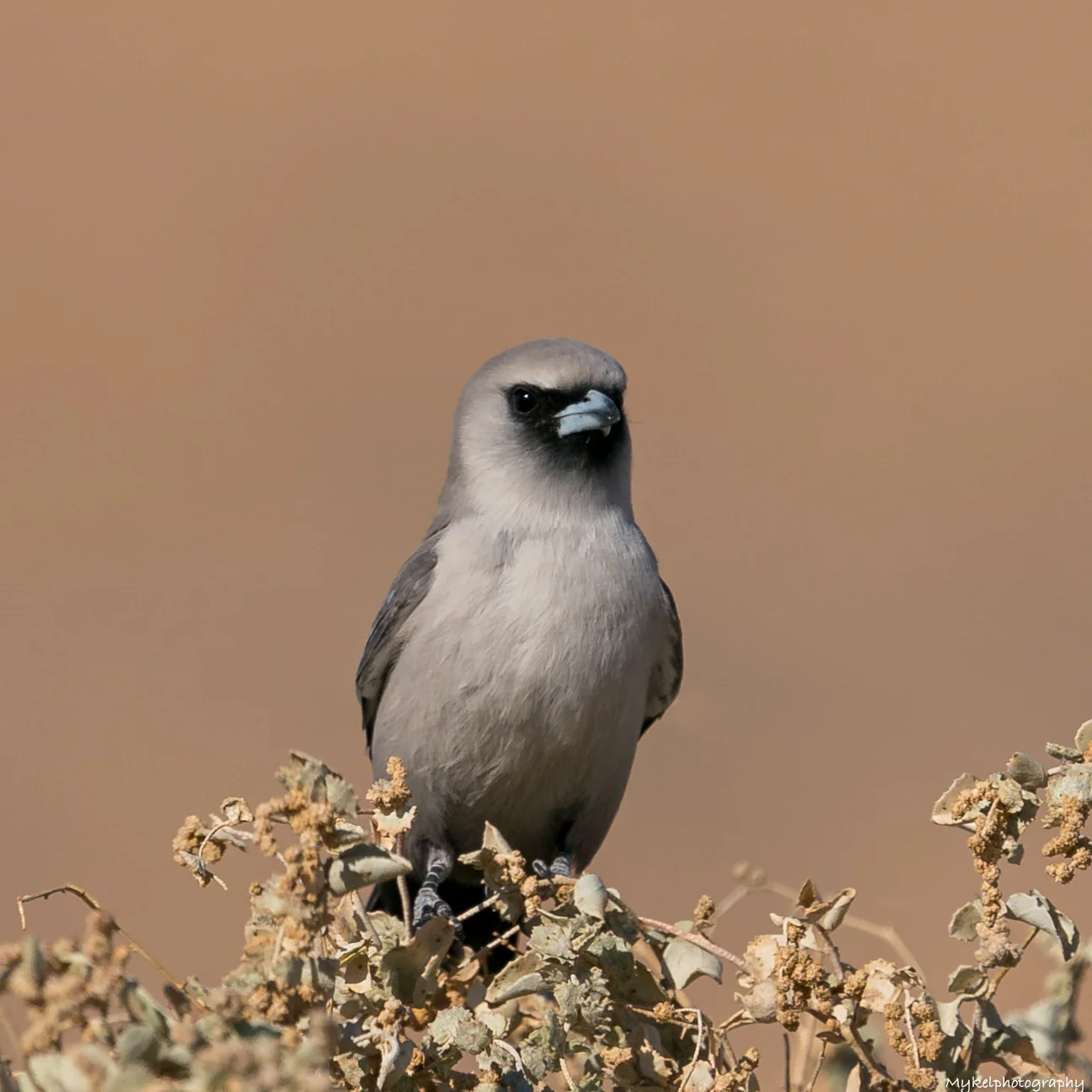 Black-faced Woodswallow Artamus cinereus Artamidae The Black-faced Woodswallow often associates with other species of woodswallows as well as White-winged and Varied Trillers, but it is their association with Hooded Parrots in the Northern Territory that is especially intriguing. Hooded Parrots almost always forage in the company of Black-faced Woodswallows. The woodswallows are used by the parrots as sentinels to warn of the approach of potential predators, such as Brown, Grey or Red Goshawks, and whenever the woodswallows give their alarm calls, the parrots fly away to safety.